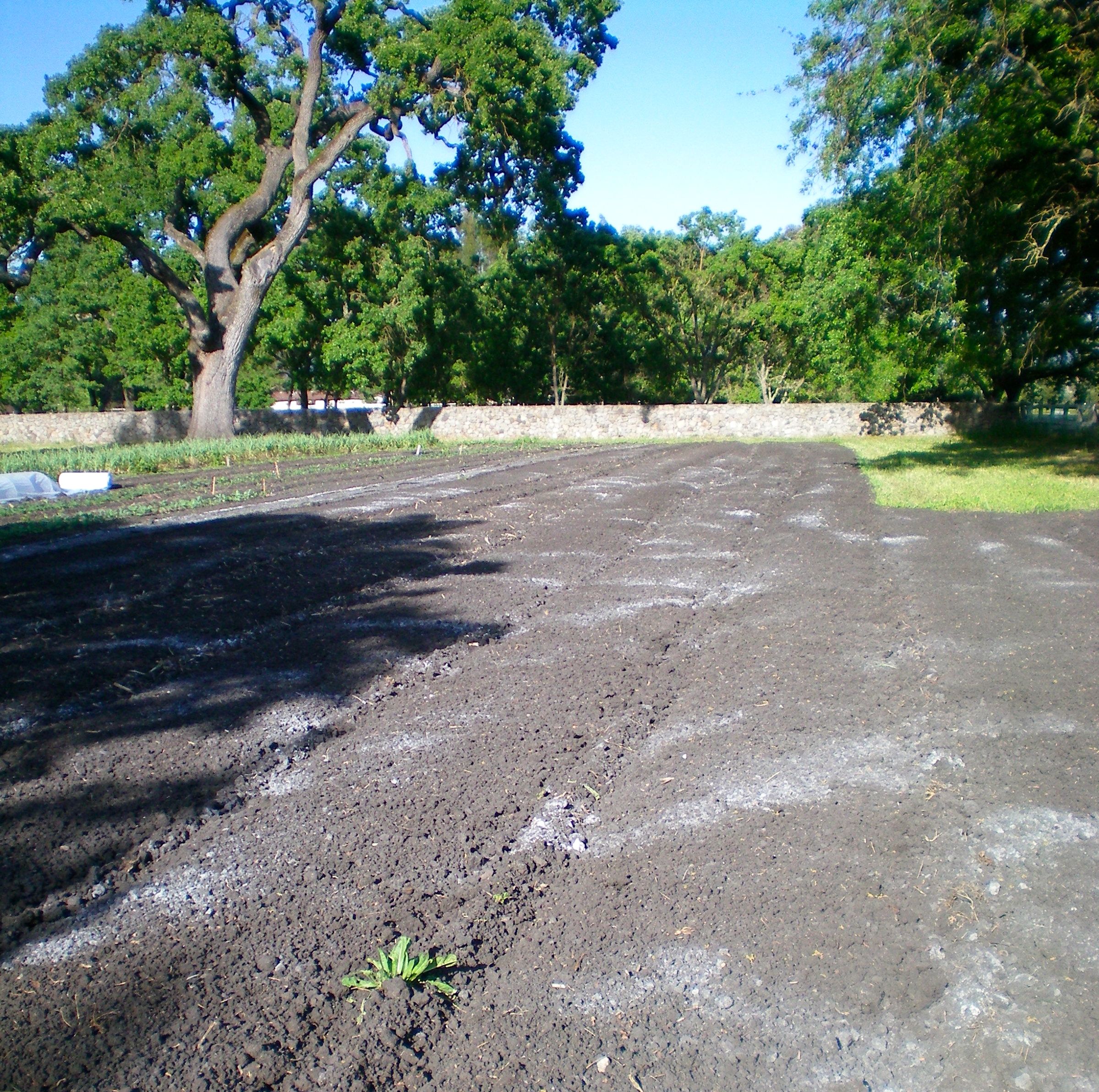 Oyster shell flour lightly tilled into the soil 