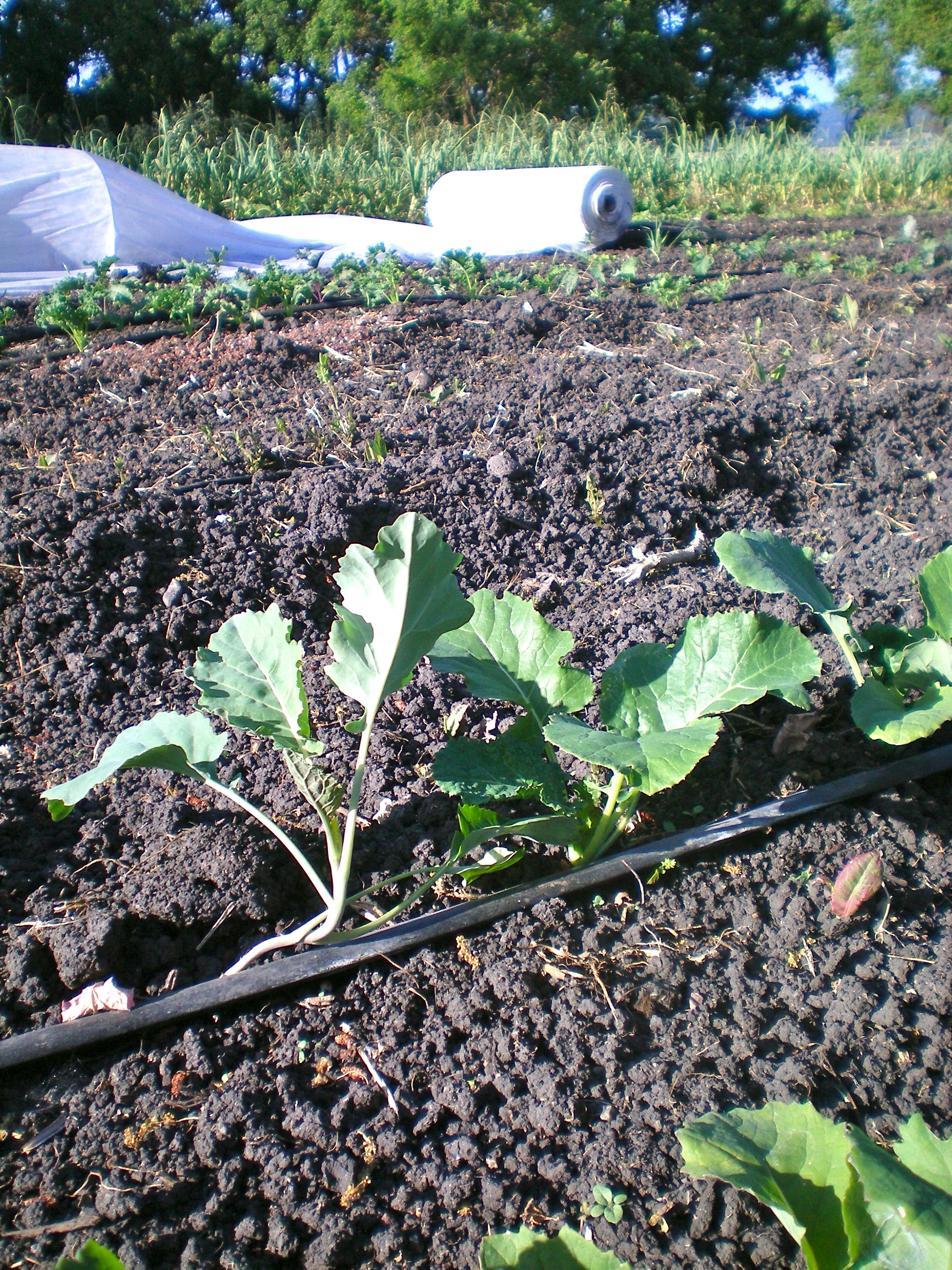 Healthy baby collards growing strong!