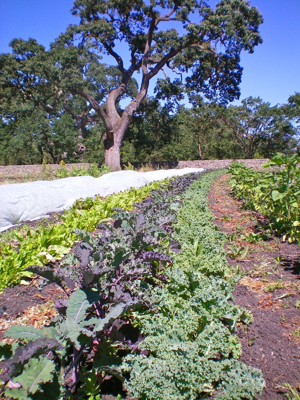 From left to right: row cover (hiding radishes) swiss chard, kale, and sunflowers