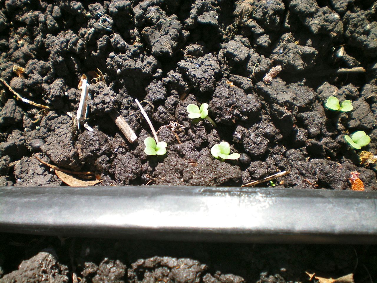 Tiny mustard green sprouts