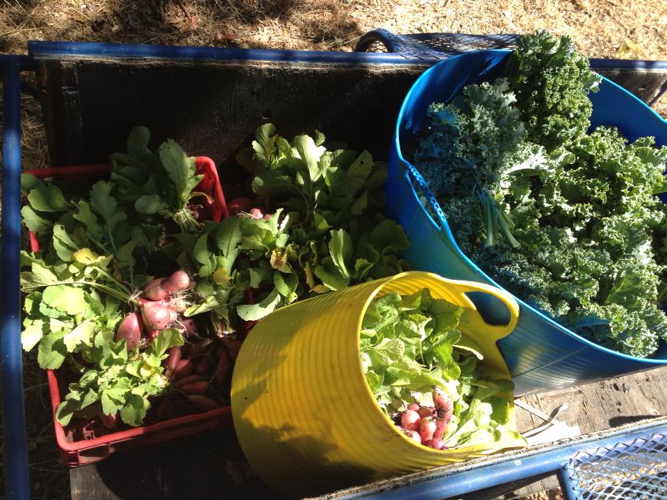 Harvesting radishes and kale for Friday's farmers' market