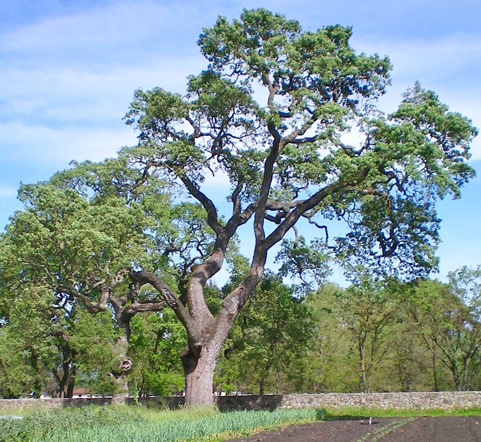 Giant oak tree in our field