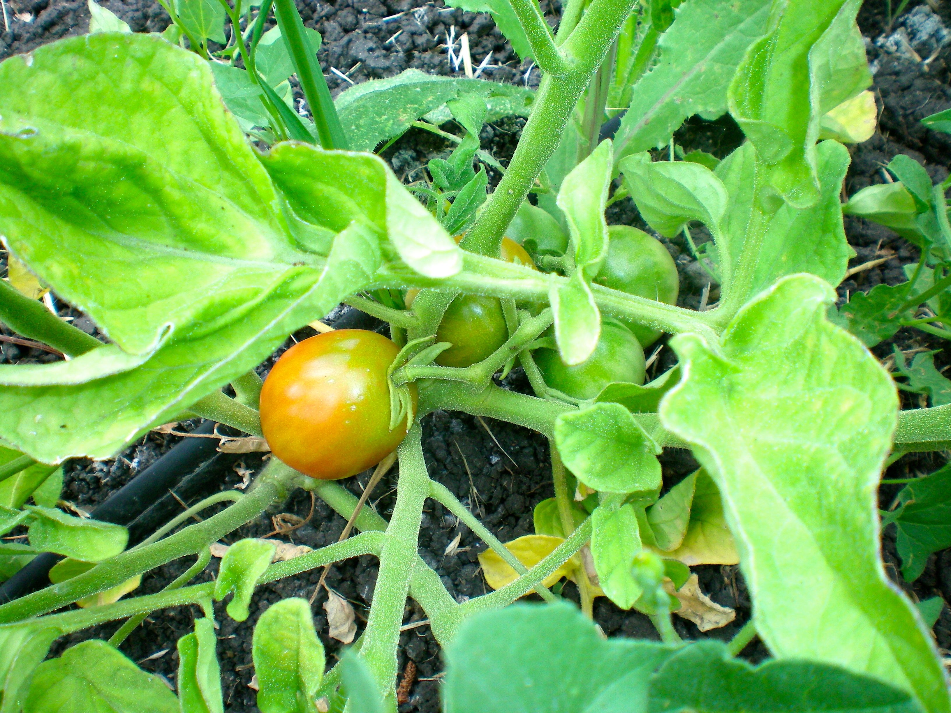 Tomatoes beginning to ripen