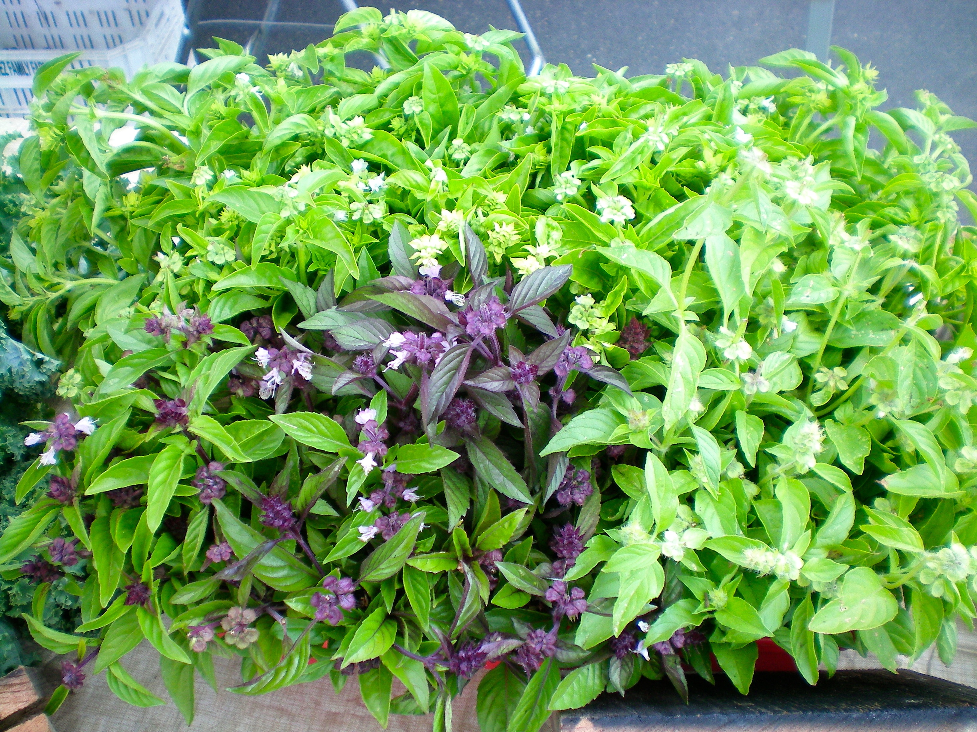 24 bunches of basil