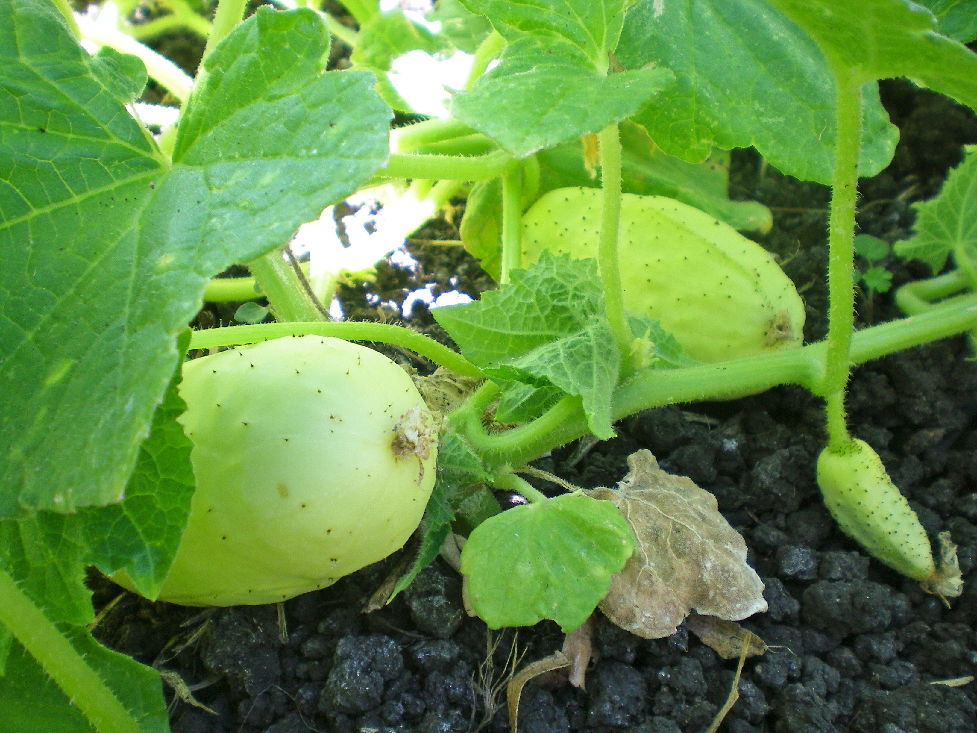 Cucumbers growing on the vine