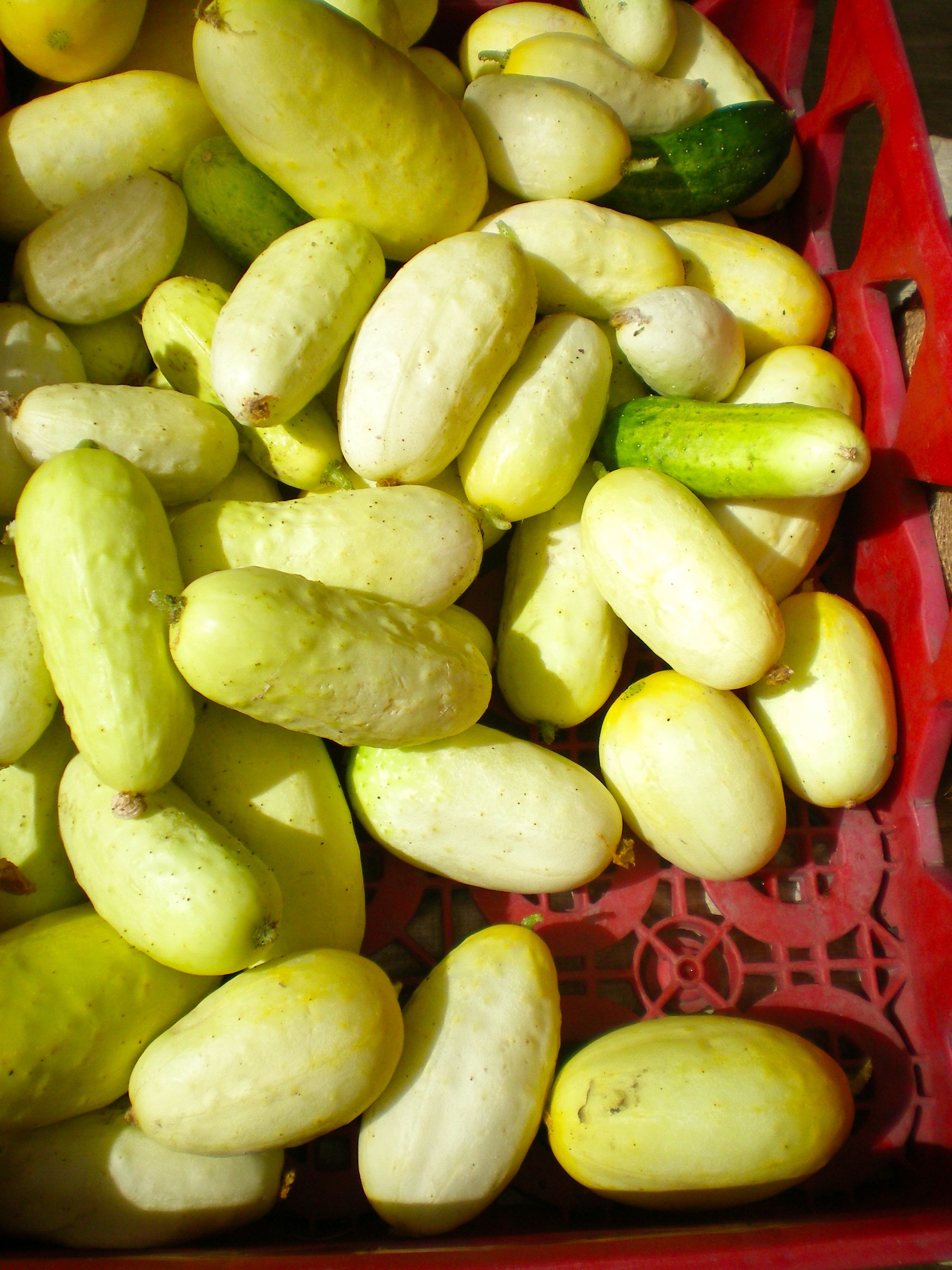 Boothby's Blonde & Mini White Cucumbers