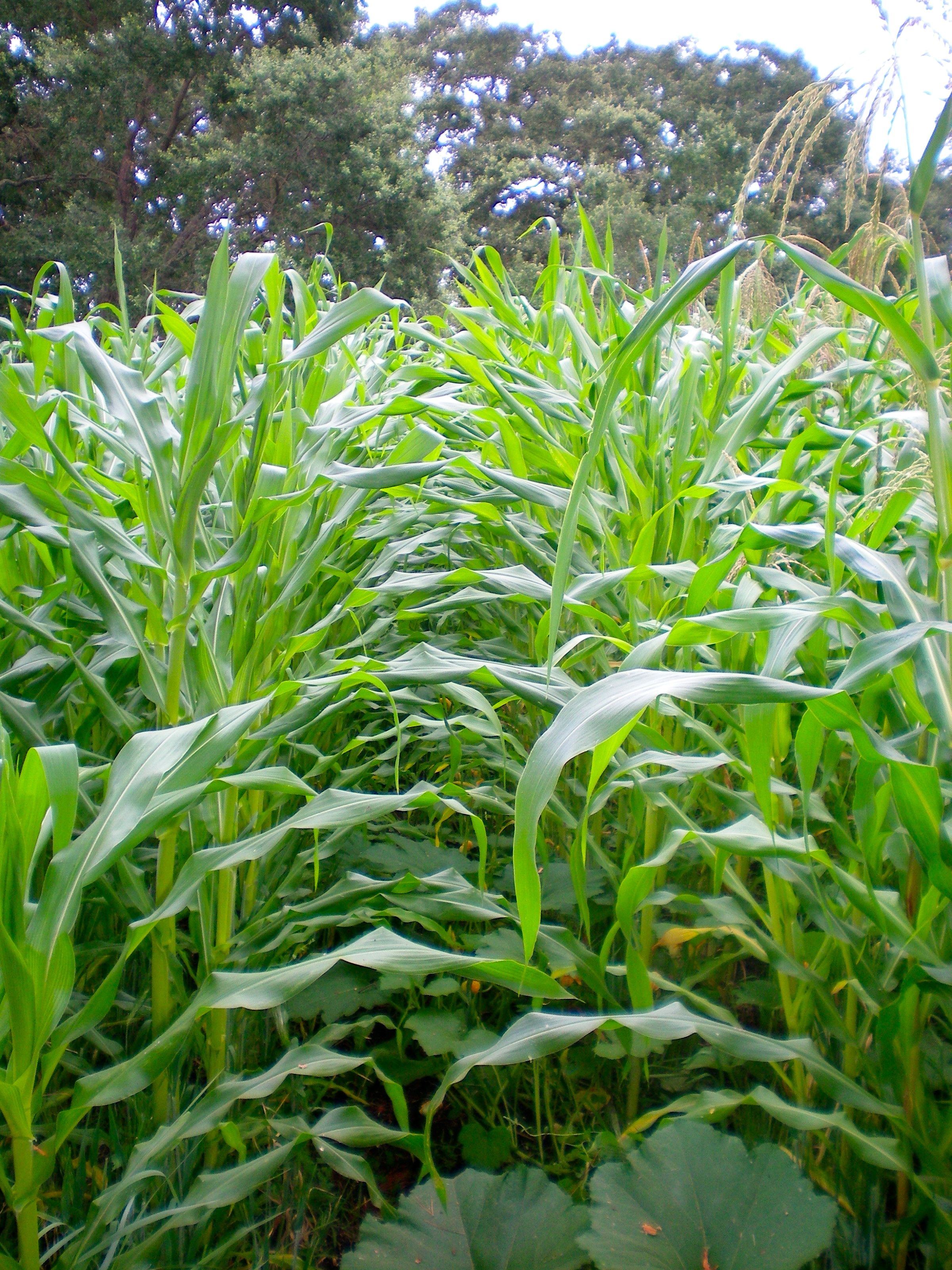 Popcorn with pumpkins growing under foot