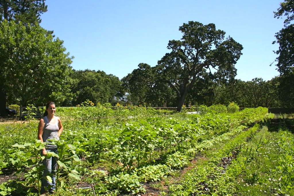 The field in the beginning of  July.  The sunflower's growing to the right of me are now way taller than me.