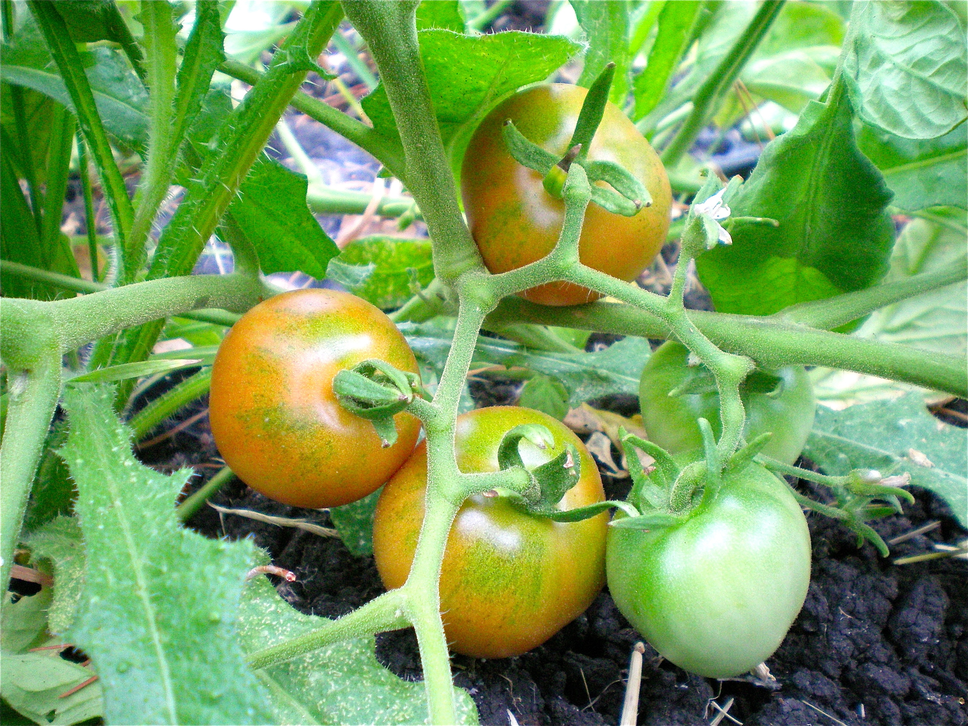 Glacier tomatoes on their way to bright red