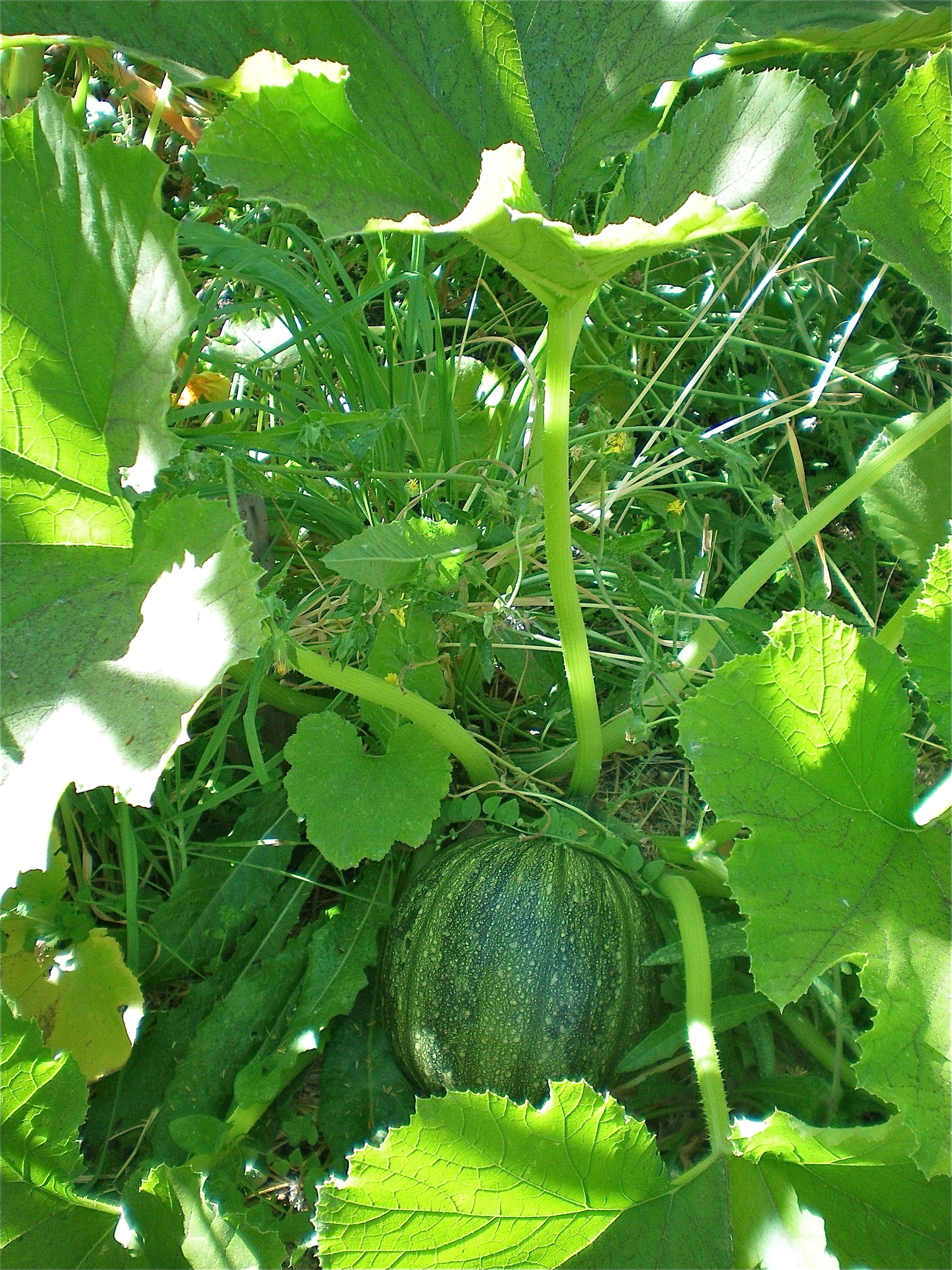 A pumpkin trying to hide