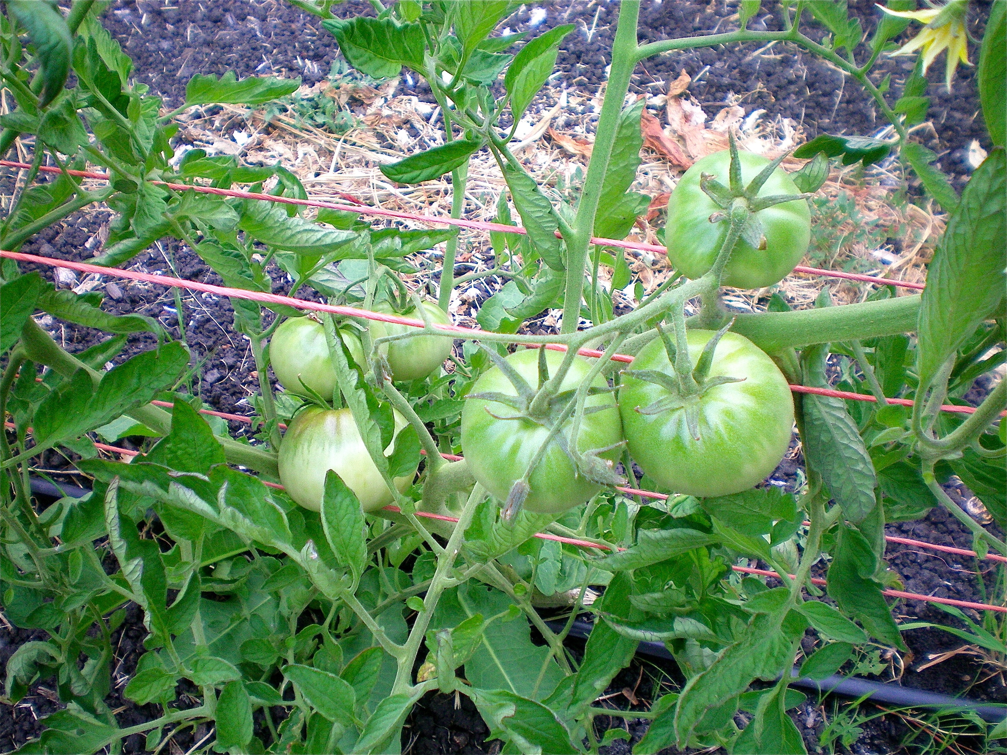 Waiting for Japanese Black Trifele tomatoes to ripen 