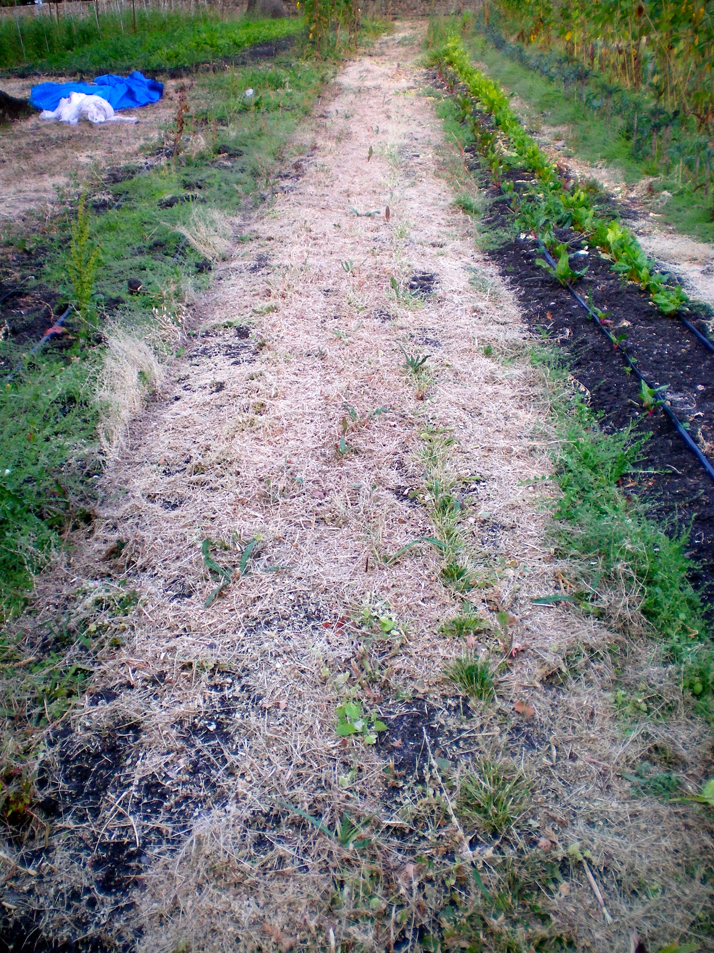 A few days after mowing down the crops, the plant matter has dried.