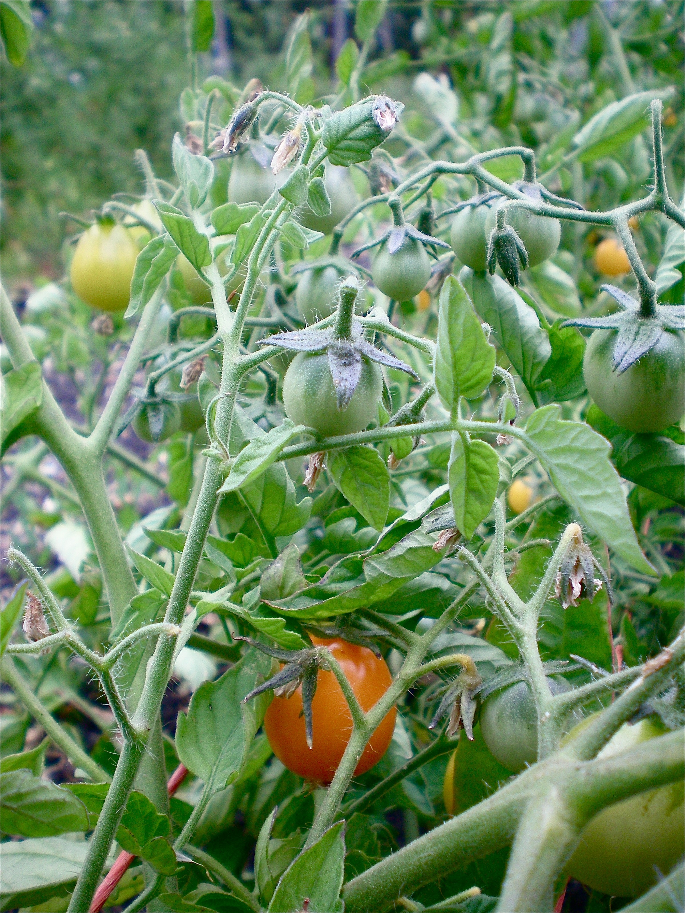 Gold Nugget cherry tomato