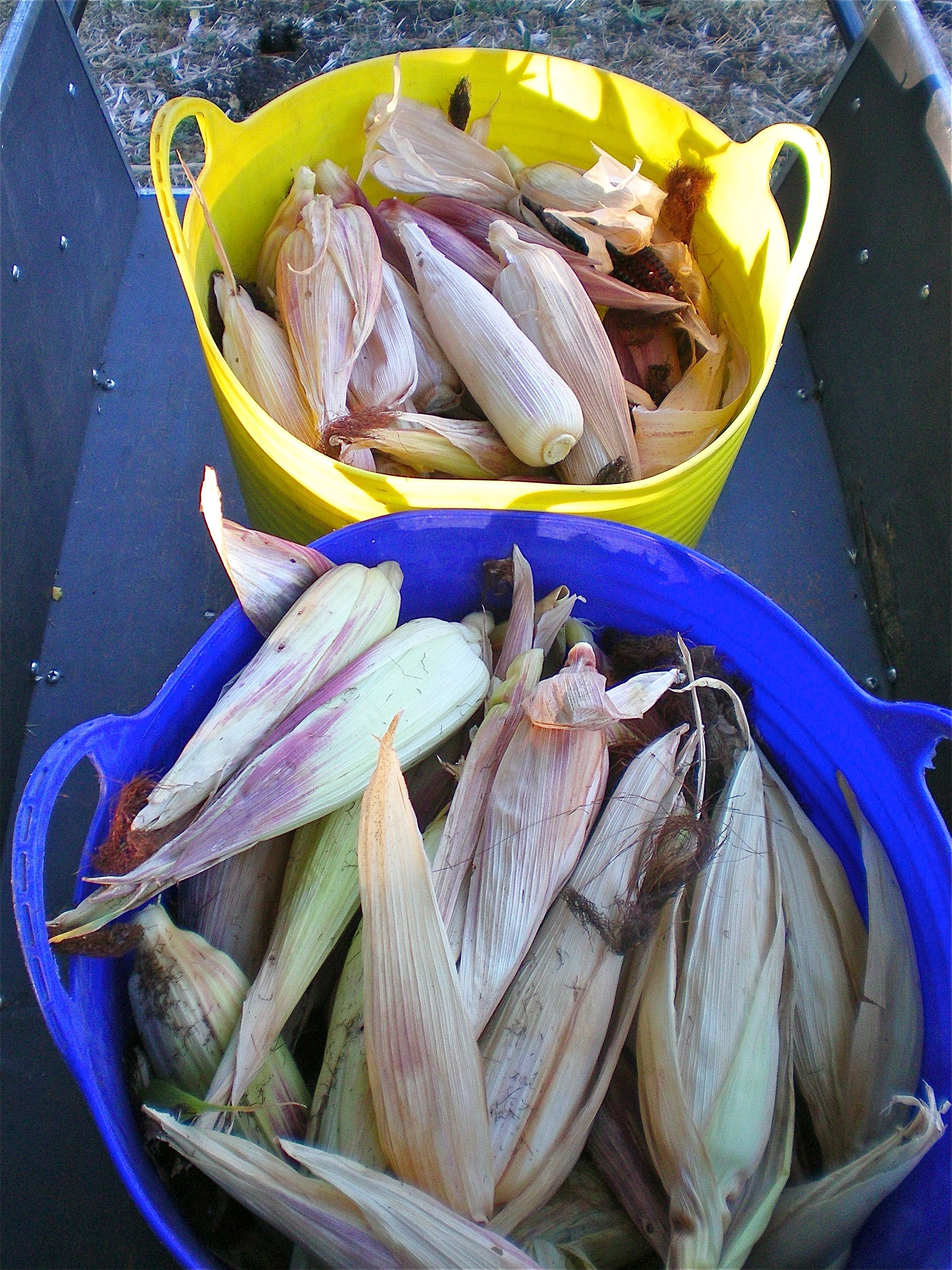 1st of the popcorn harvest