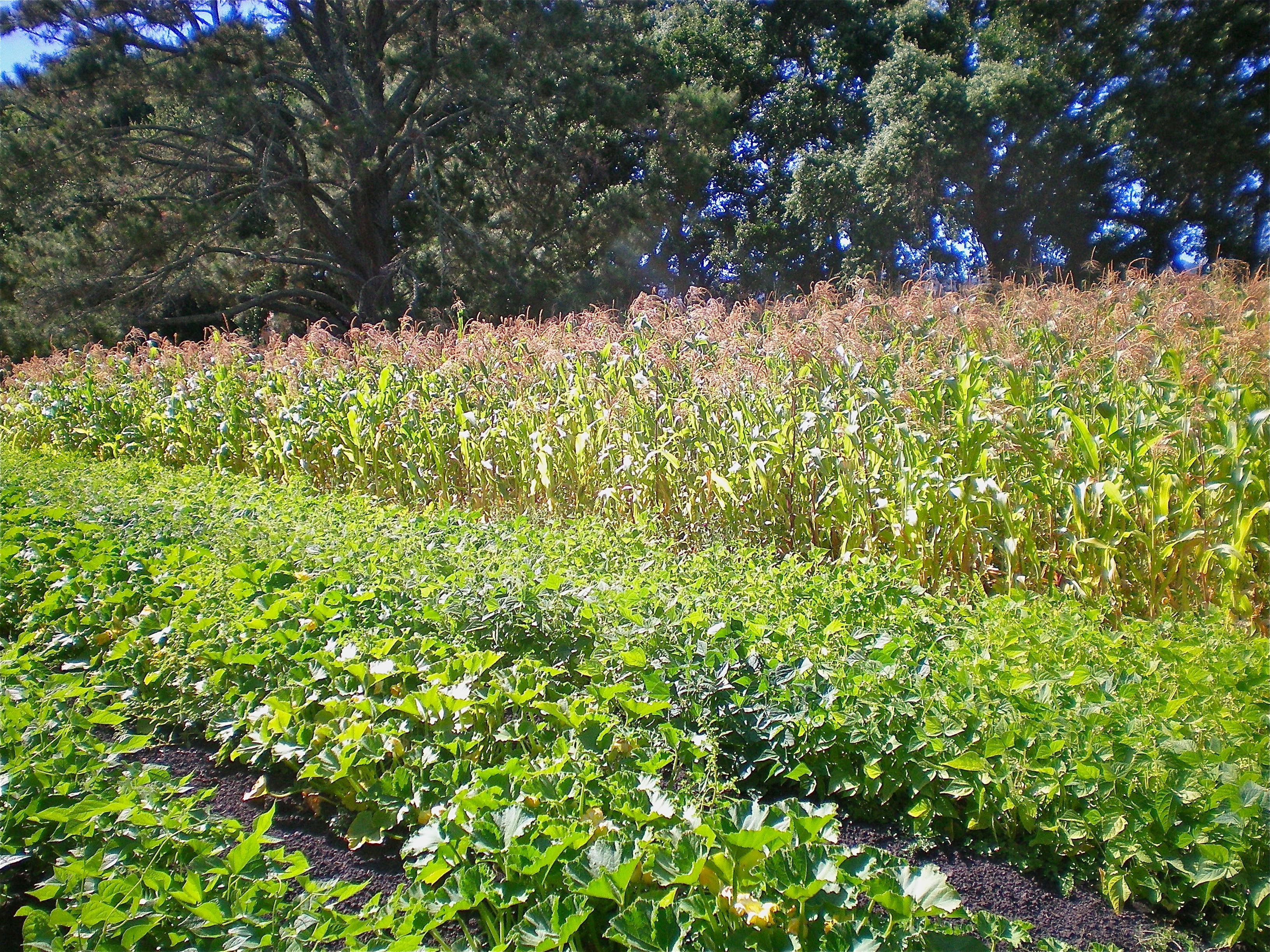 Popcorn with winter squash in the foreground