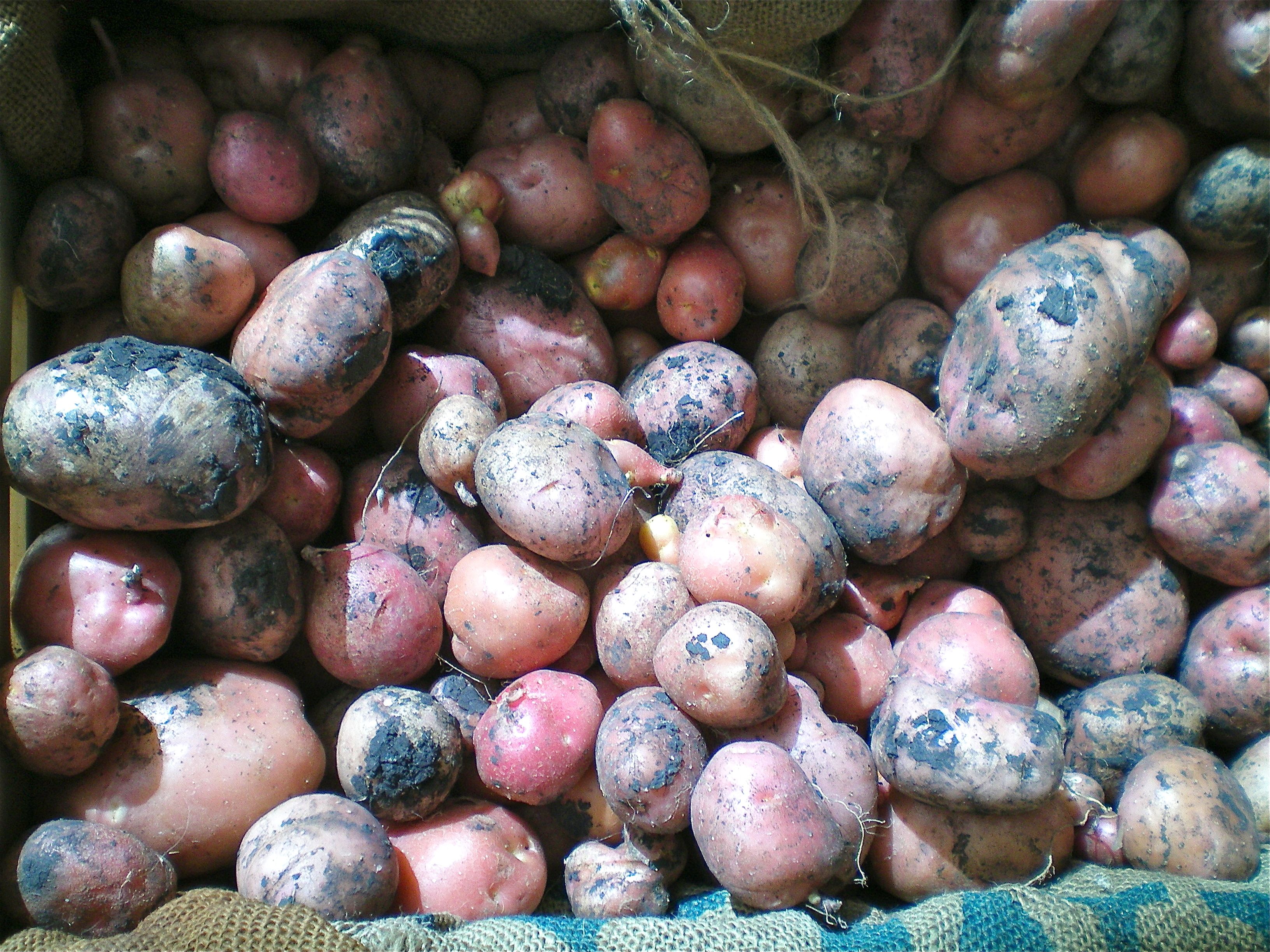 1st digging of this year's potato harvest