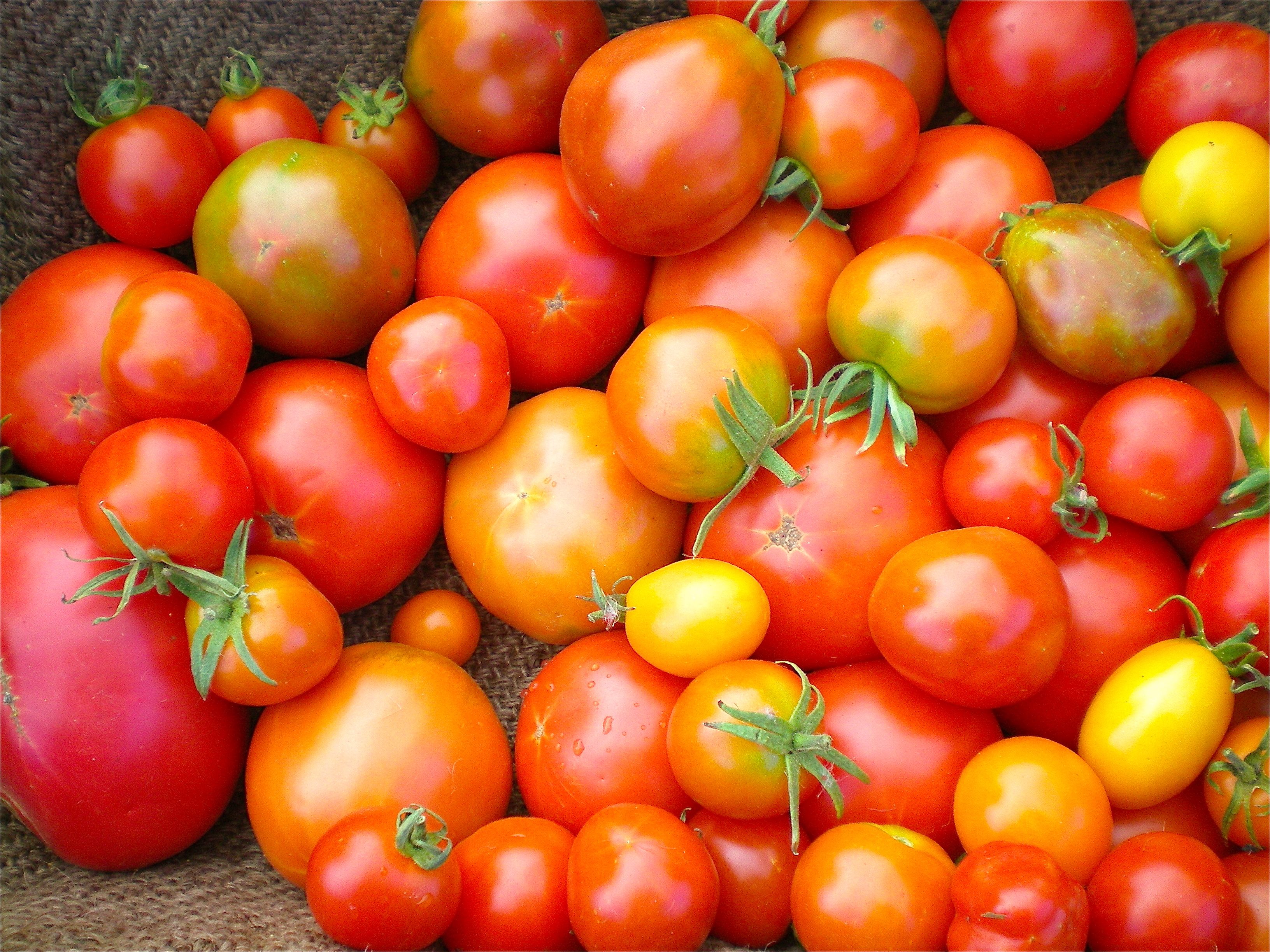 A mixture of heirloom tomatoes