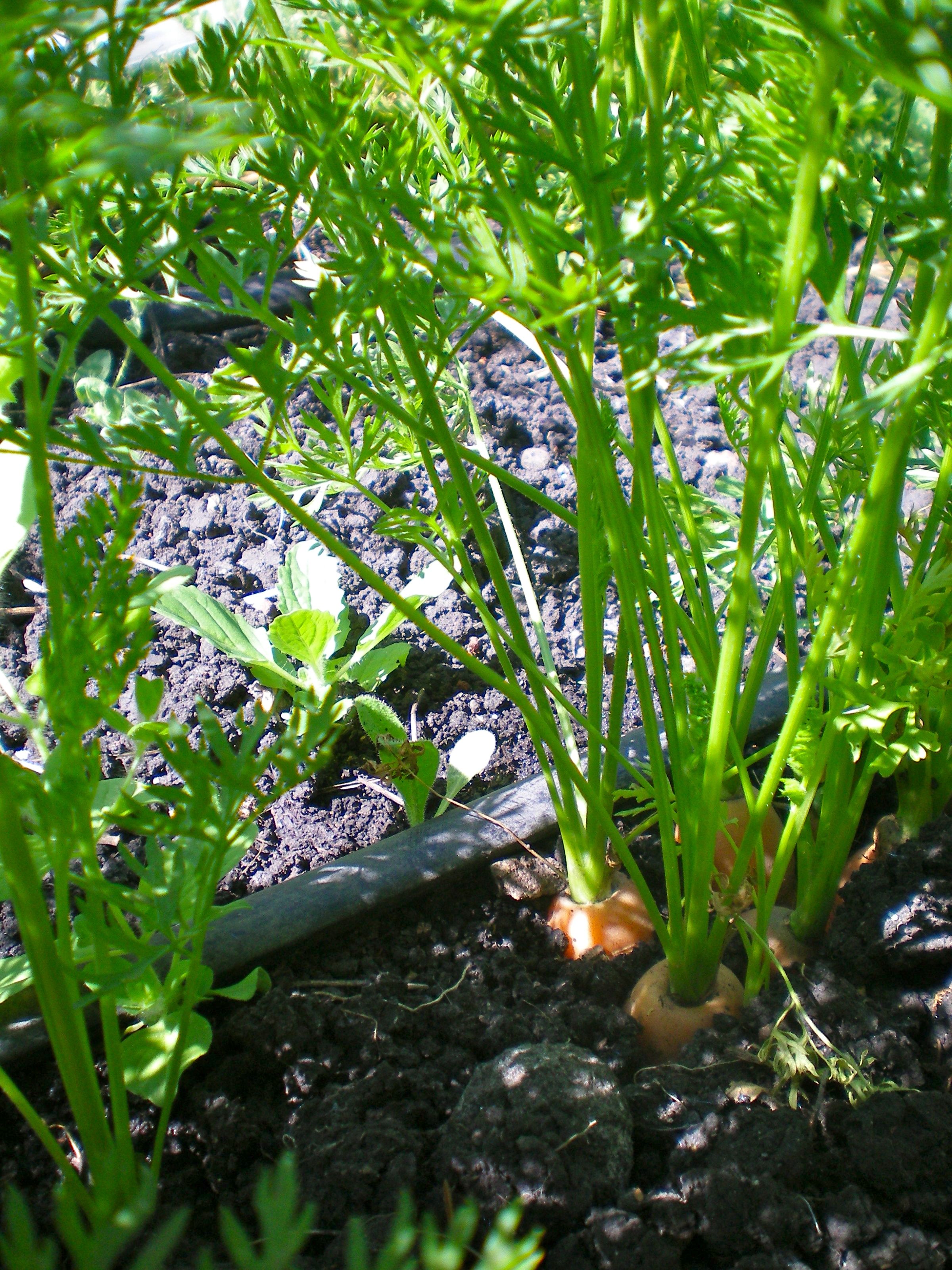 Carrots growing