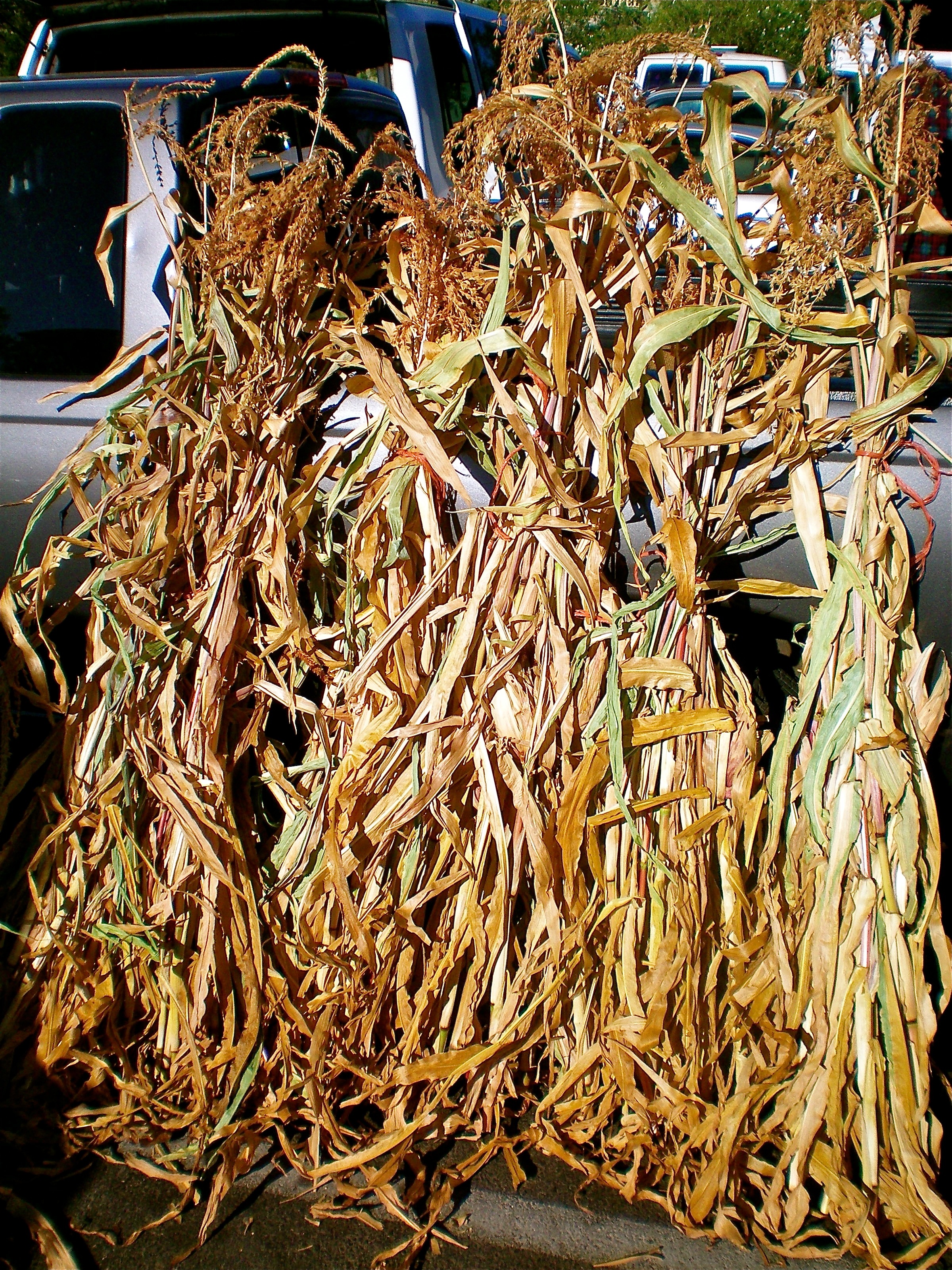 Bunched up cornstalks ready to decorate front doors everywhere