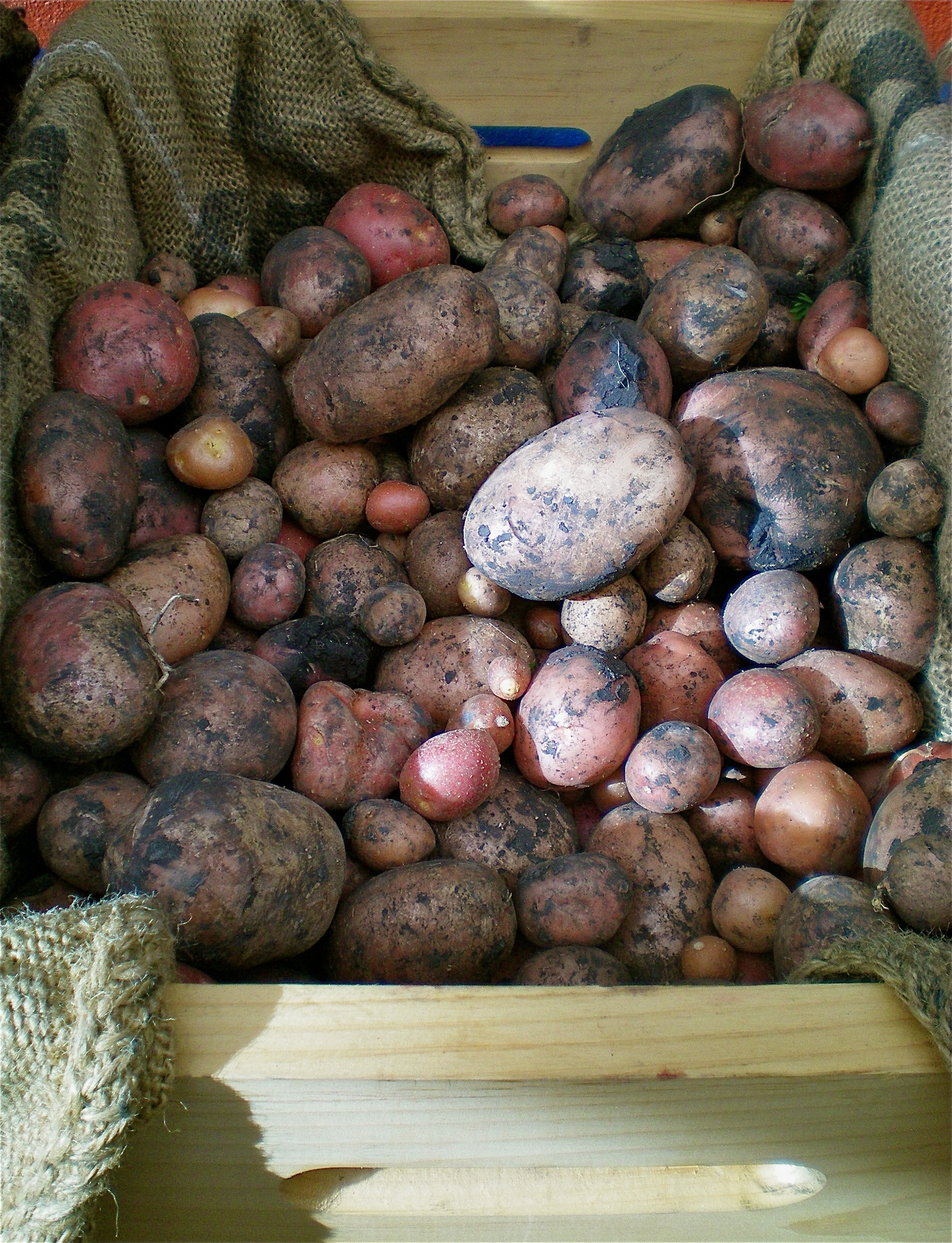 Freshly dug potatoes