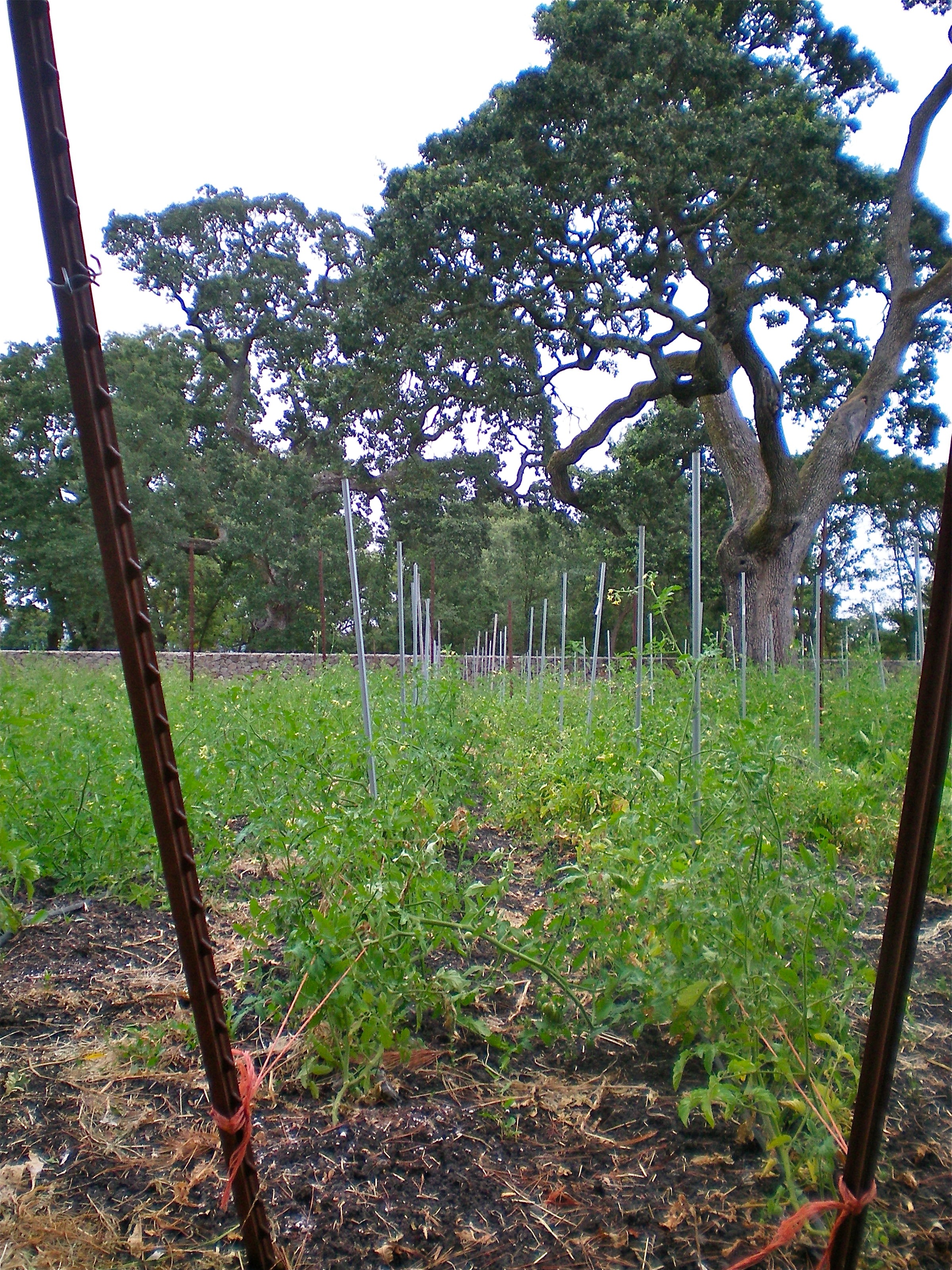 The tomato rows