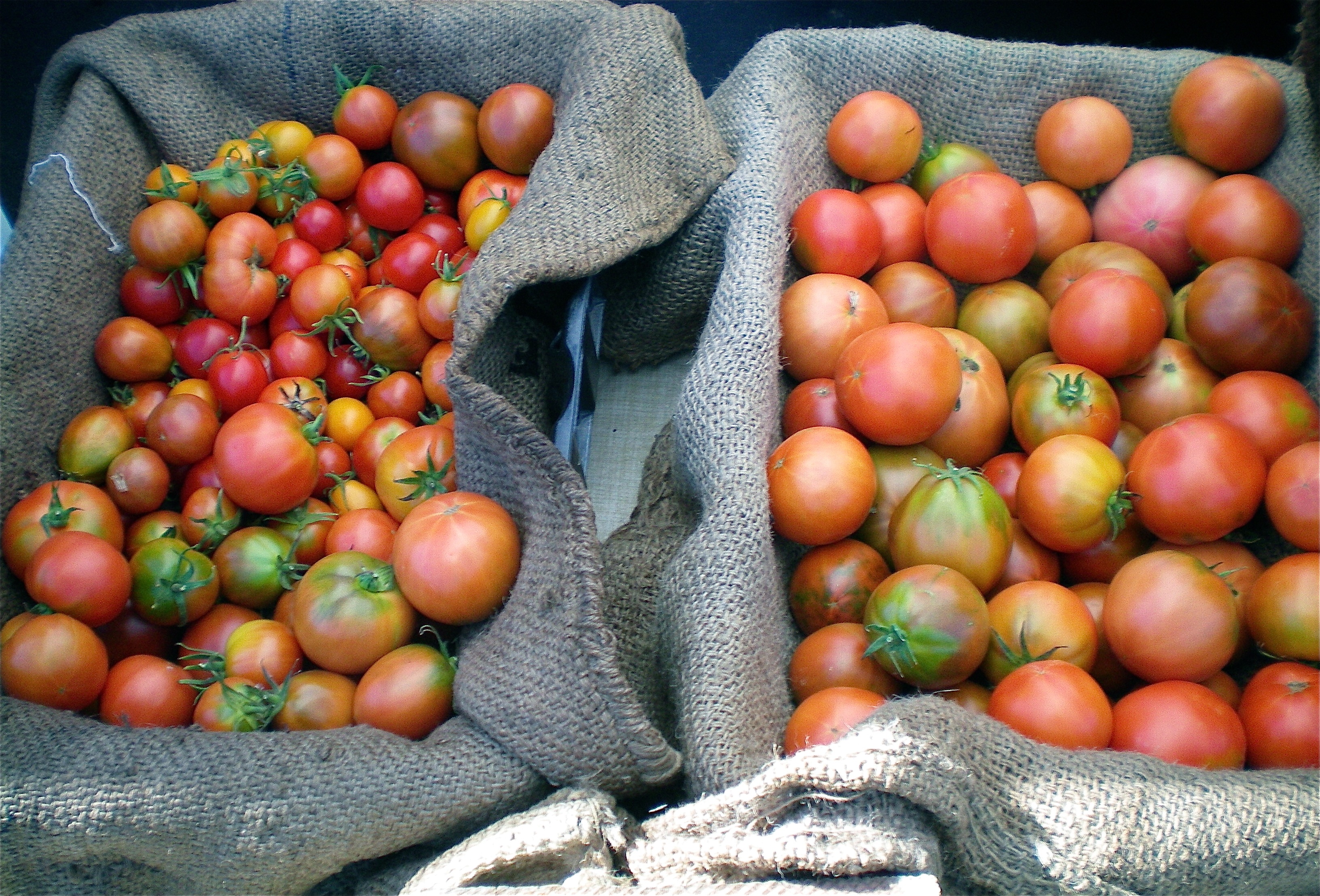 A mix of heirloom tomatoes