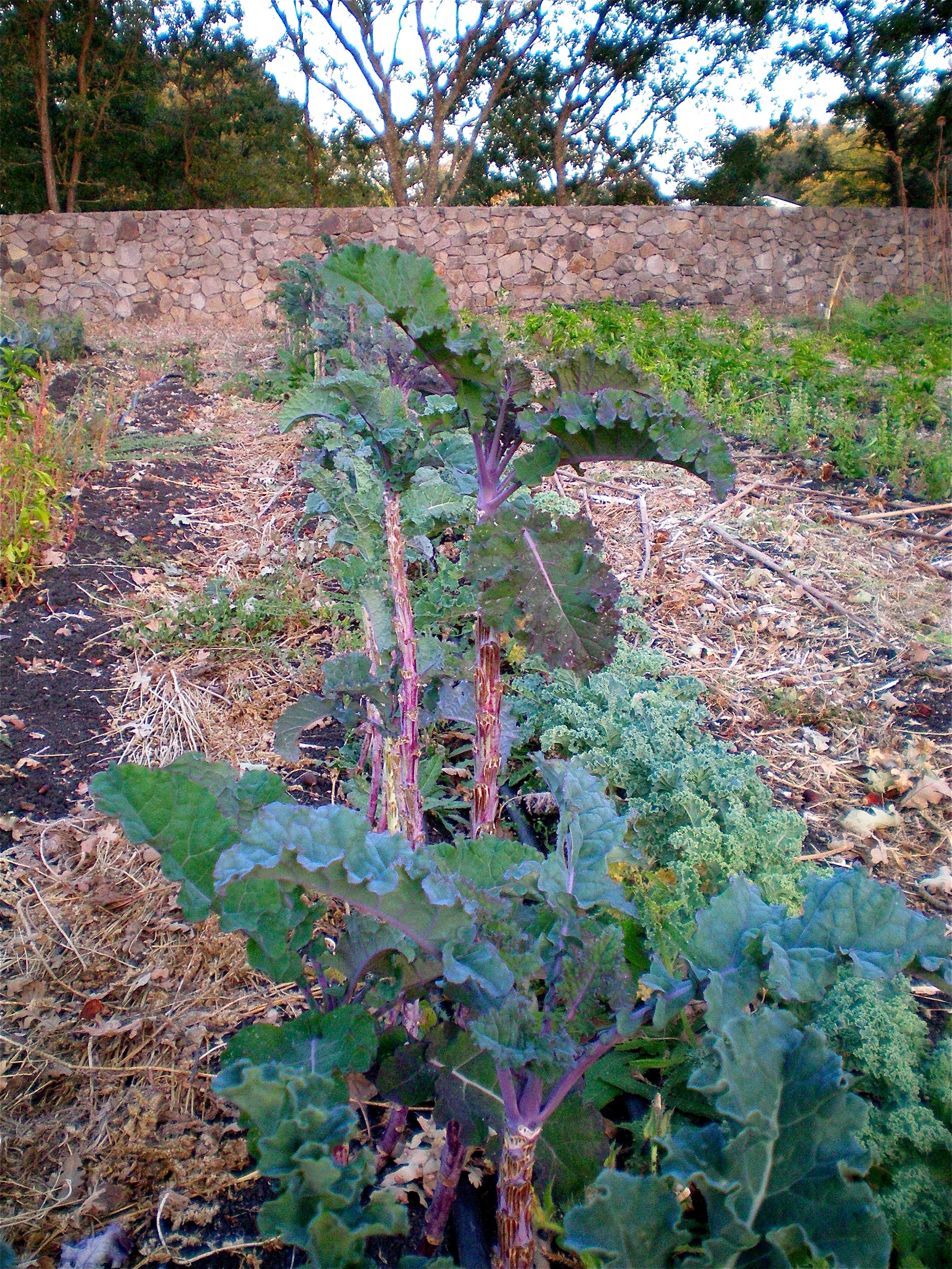 Two varieties of kale