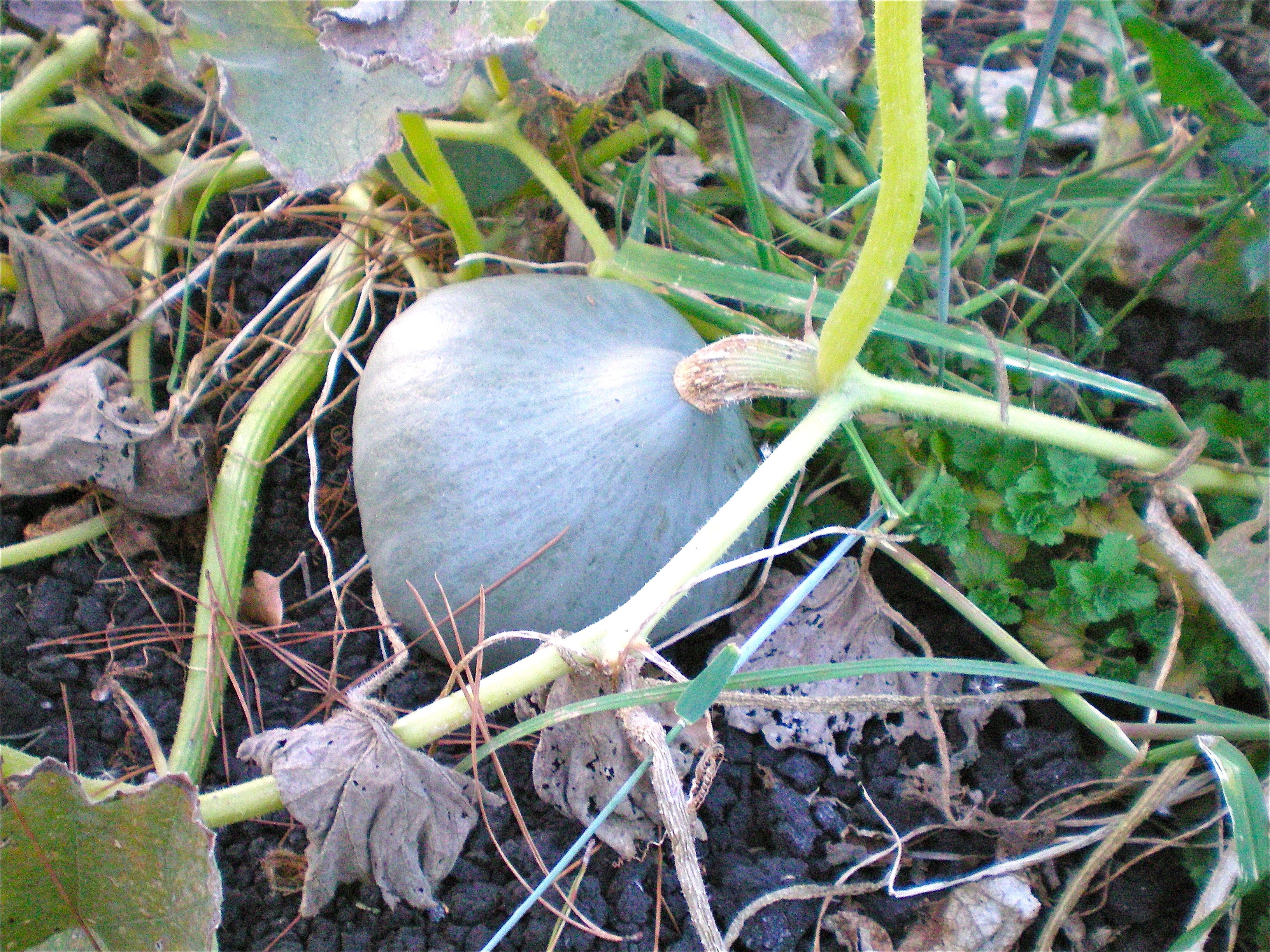 Baby blue hubbard winter squash, ready to be harvested