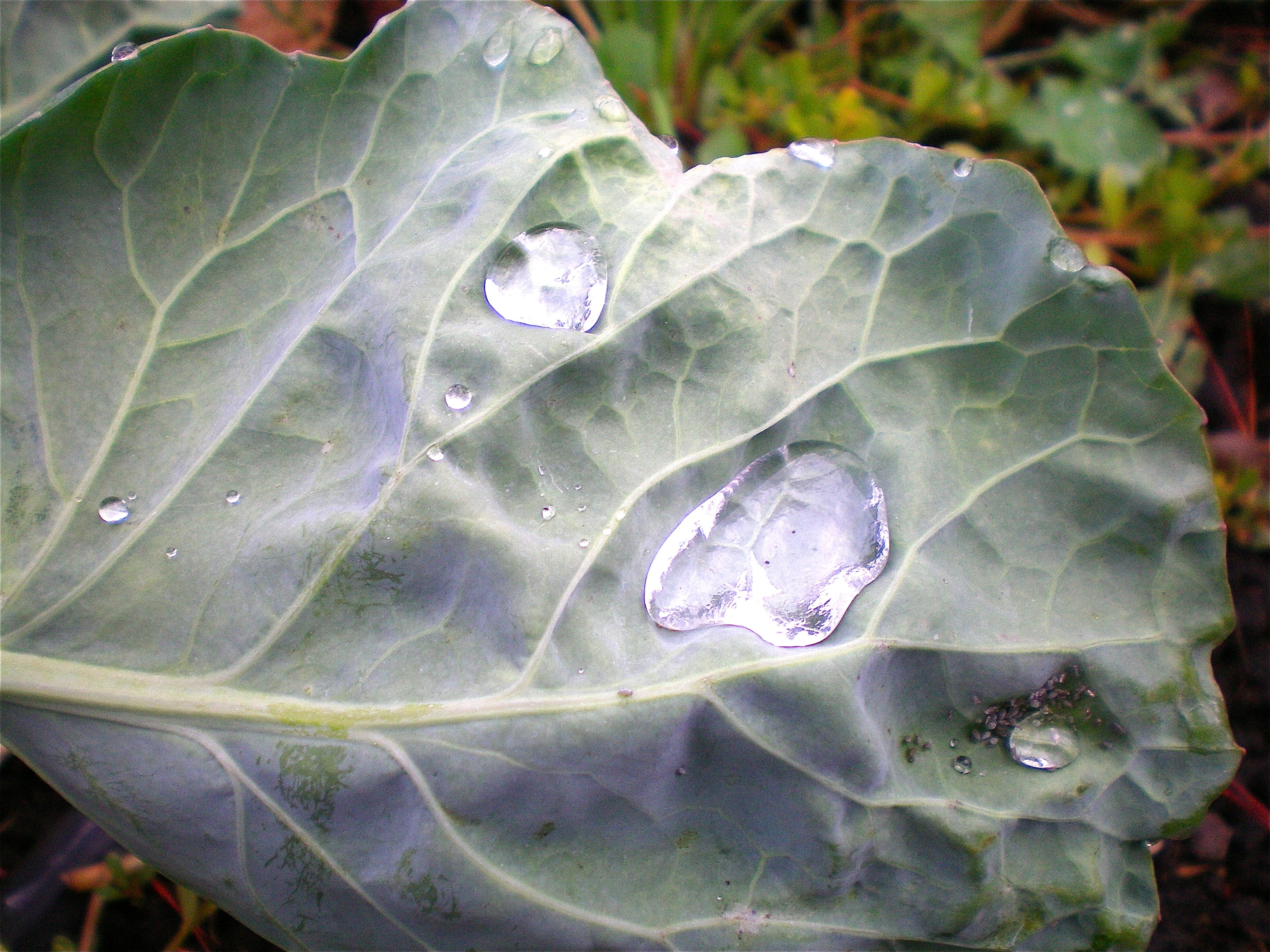 Brussel sprout leaf holding on to the rain drops