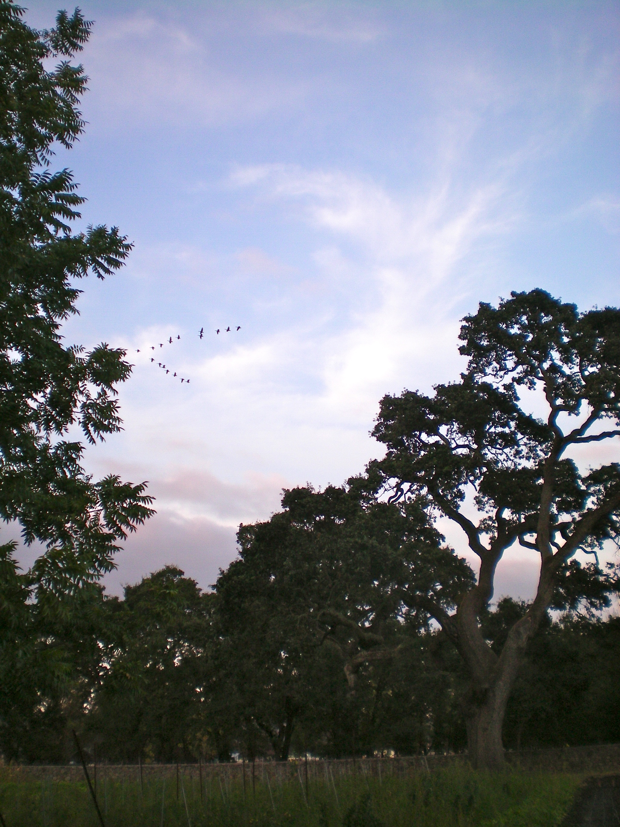 Geese migration, a sign of the changing seasons