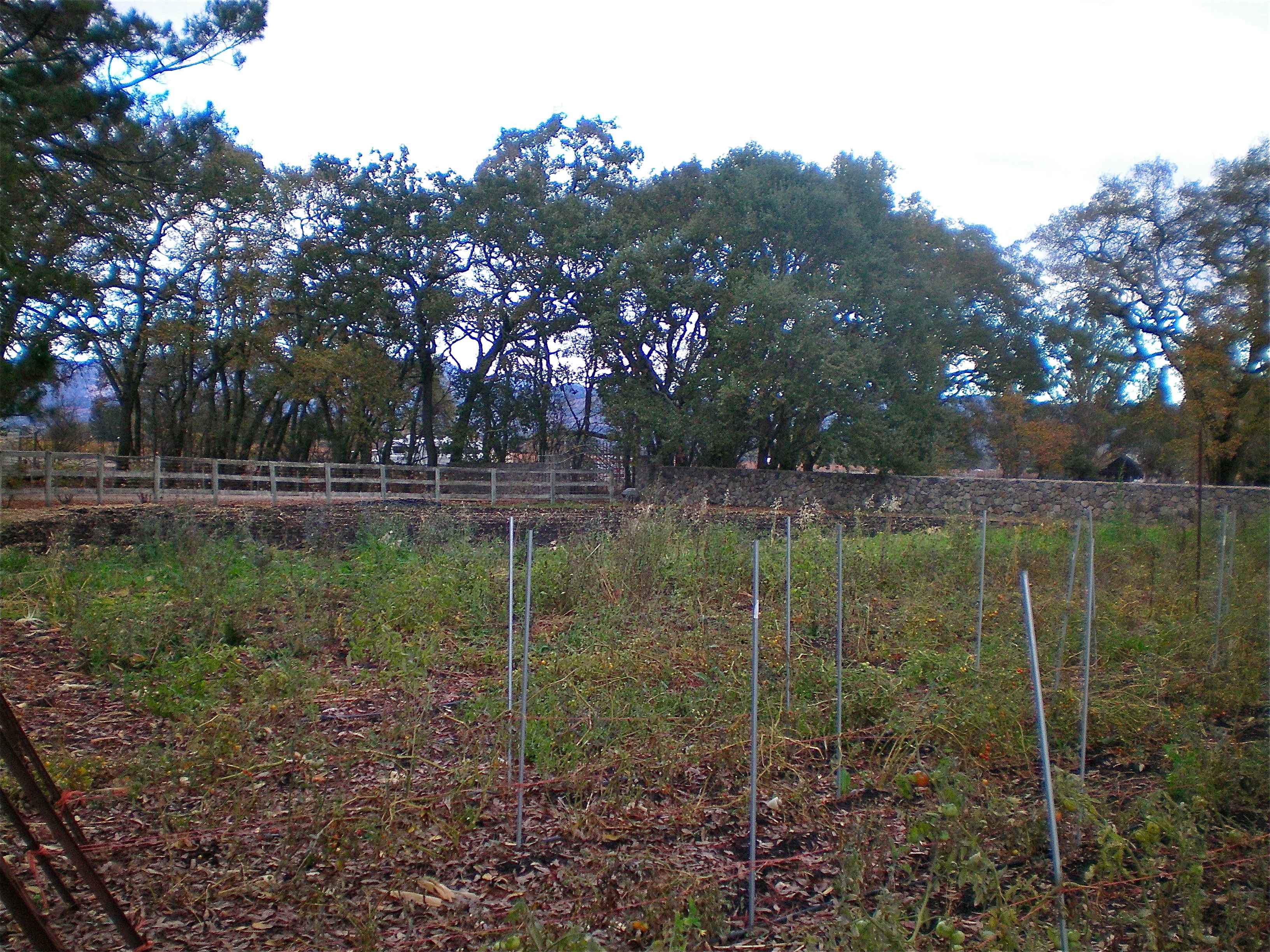 Tomato rows during a break in the rain