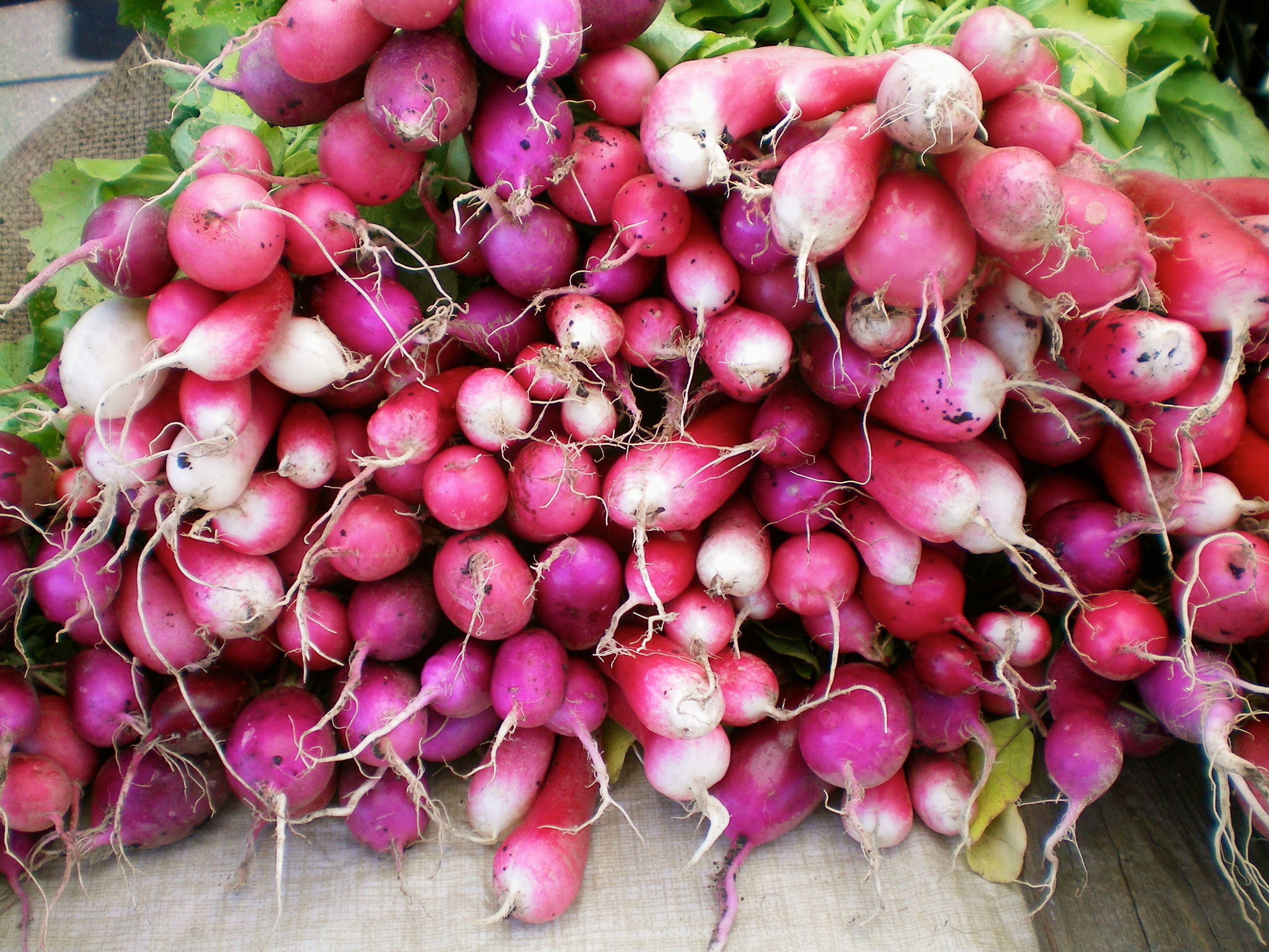 Radishes from early June