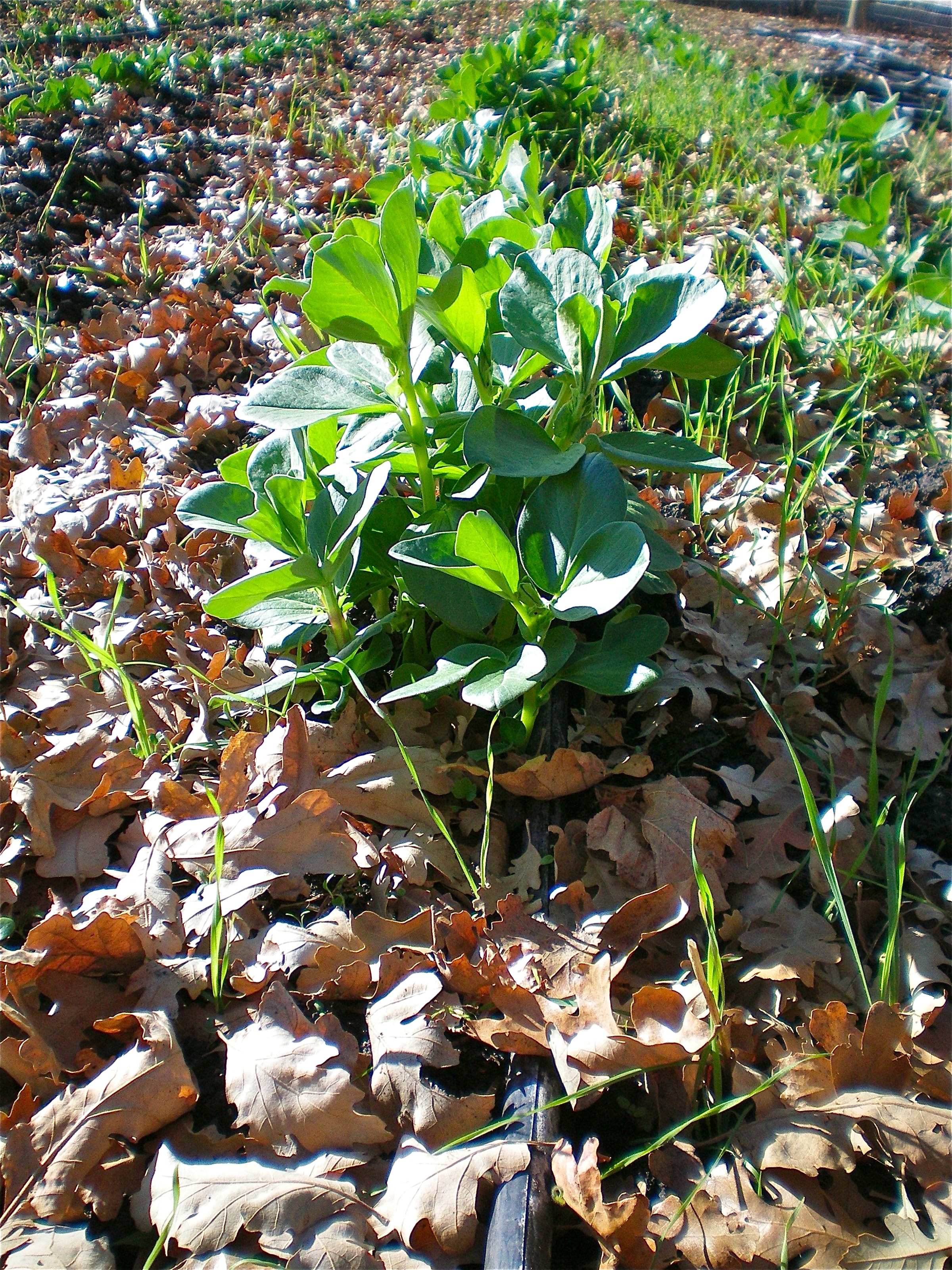 Fava beans growing with the help of drip tape. 