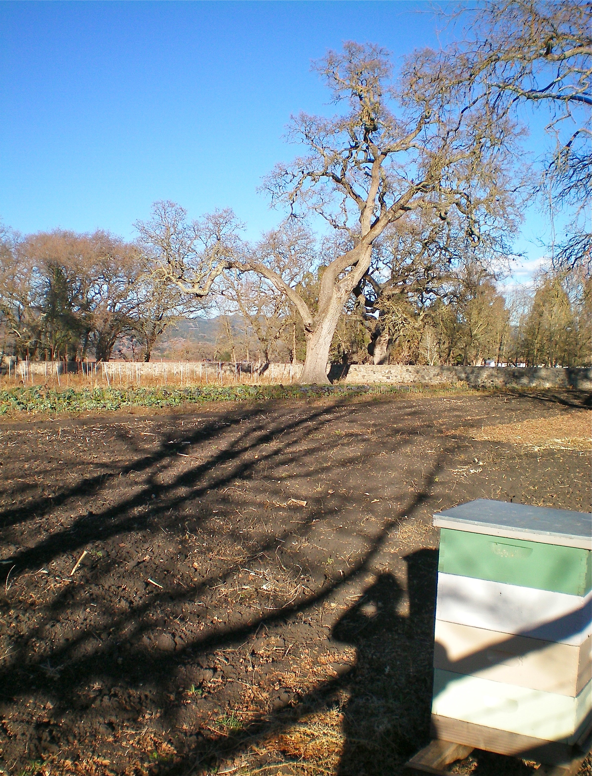 field rototilled