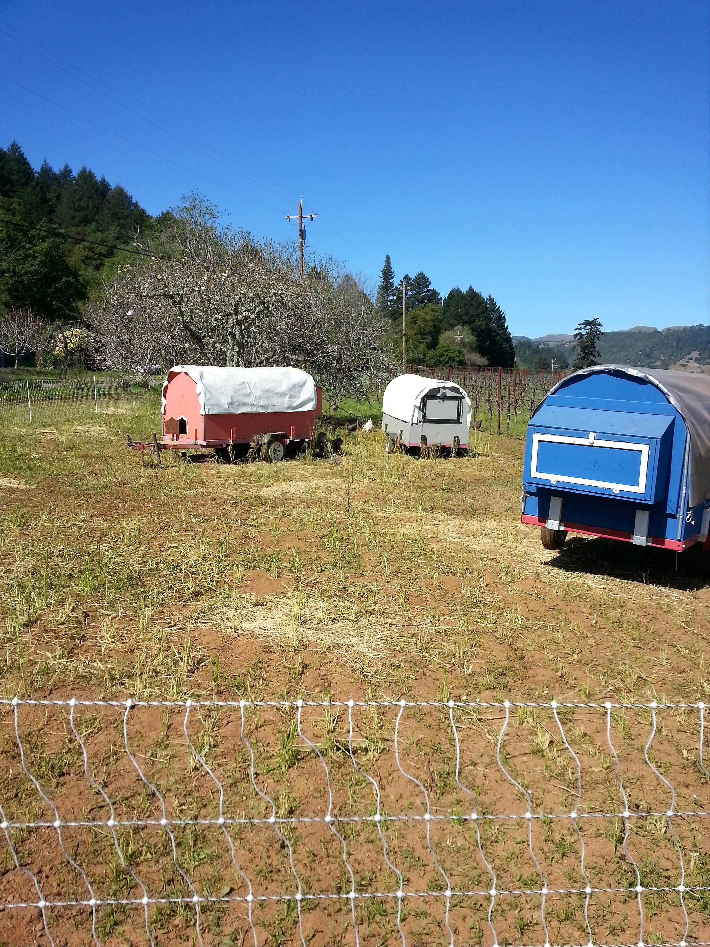 Preston Farm & Winery's chicken tractors