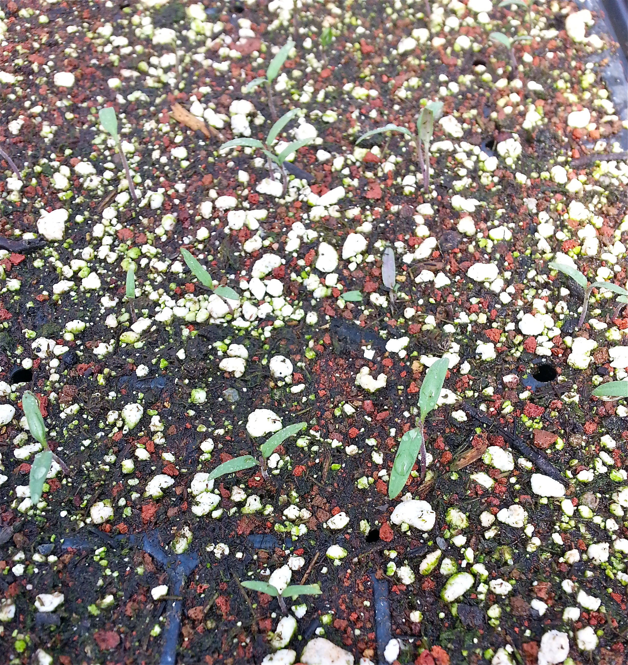 Tomato sprouts