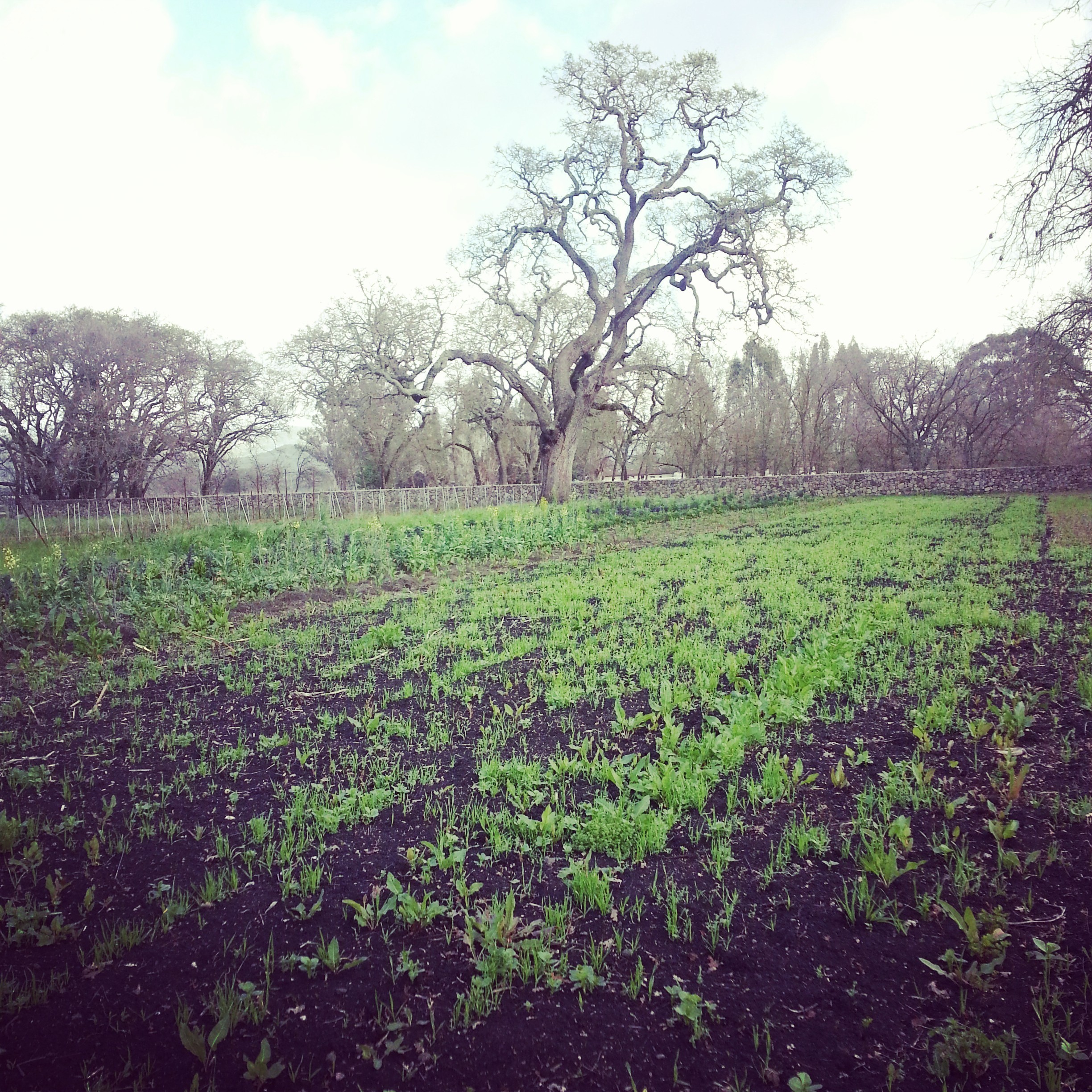 Winter cover crop slowing growing from minimum rain