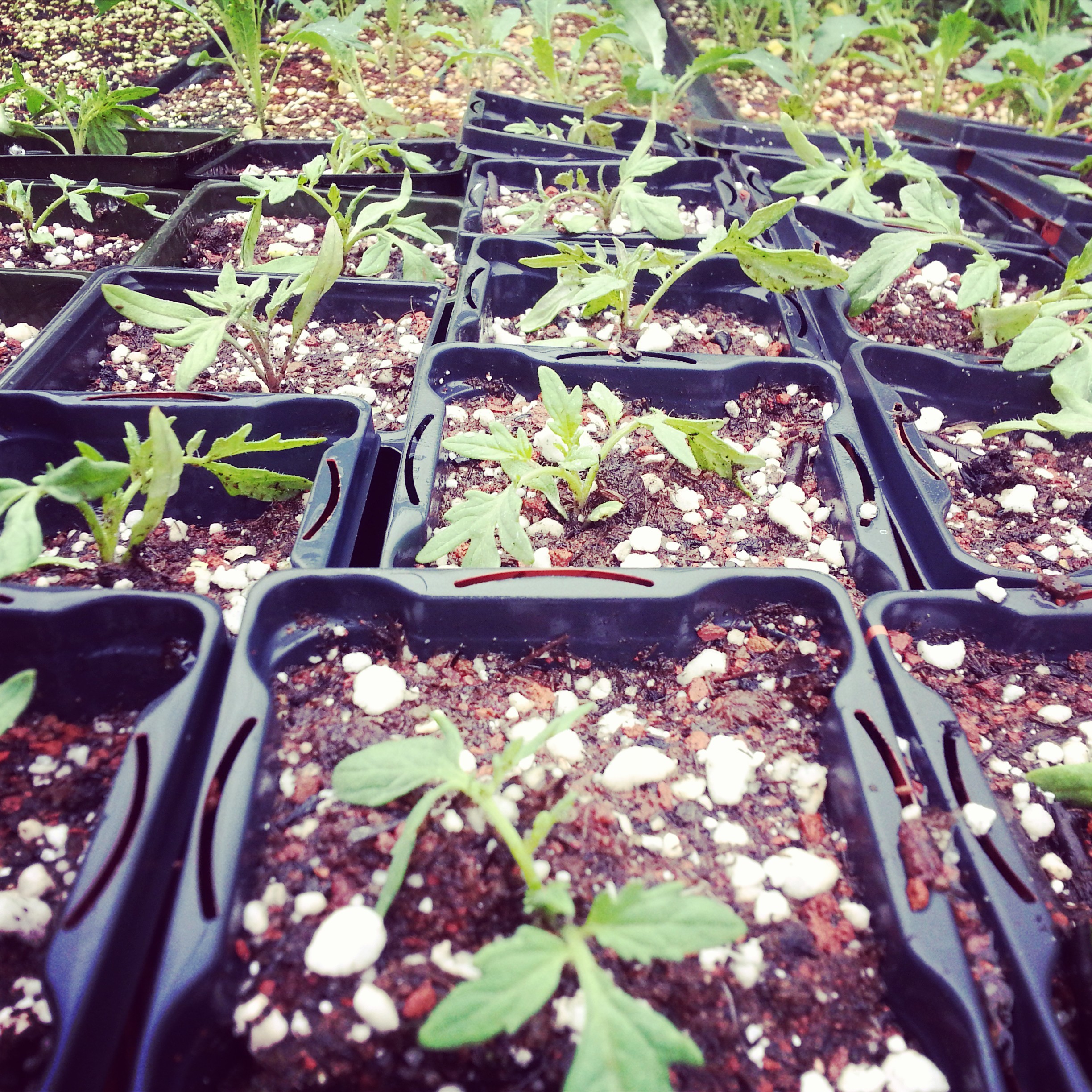 Tomato seedlings