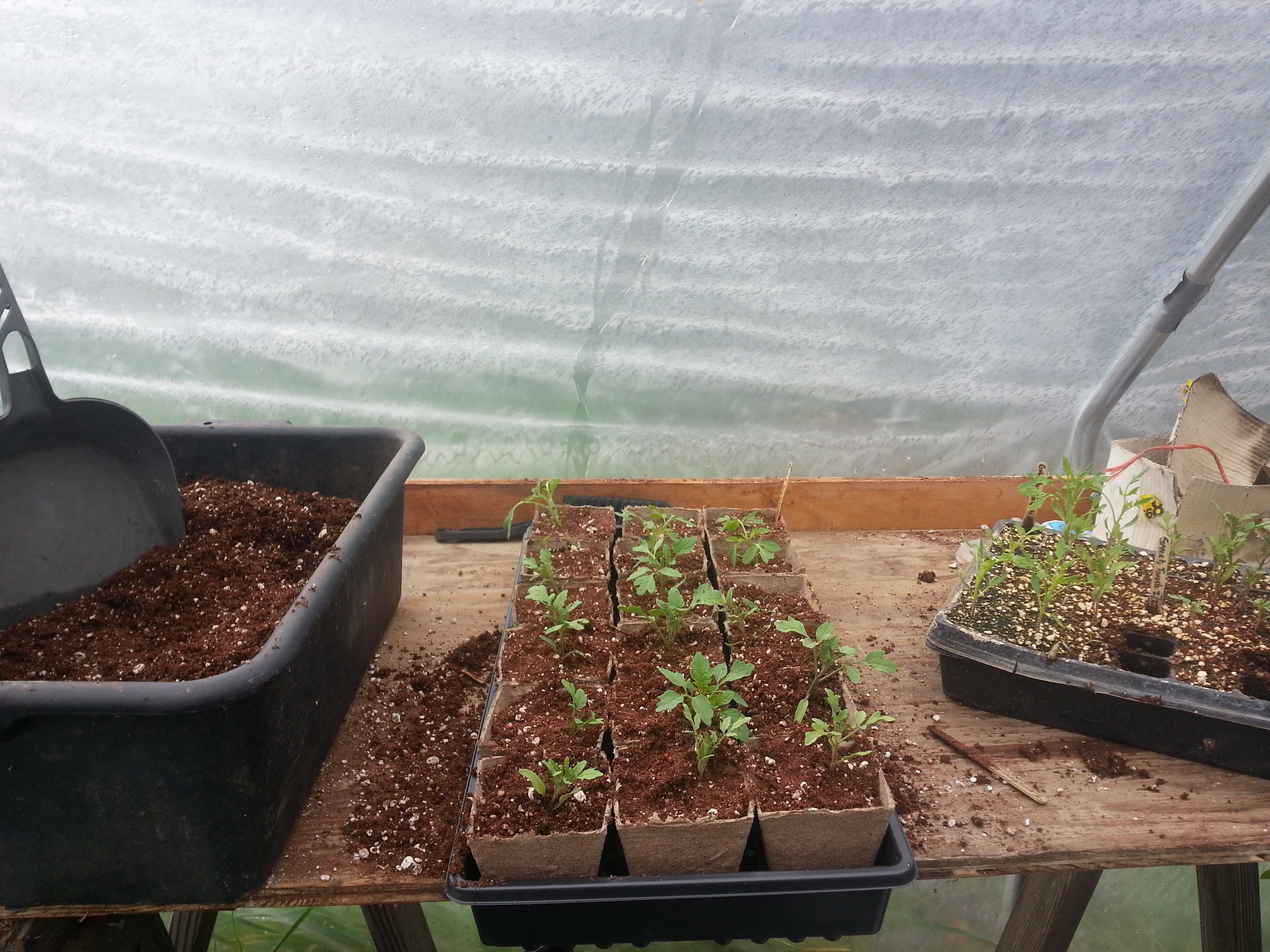 Tomato seedlings ready for adoption 