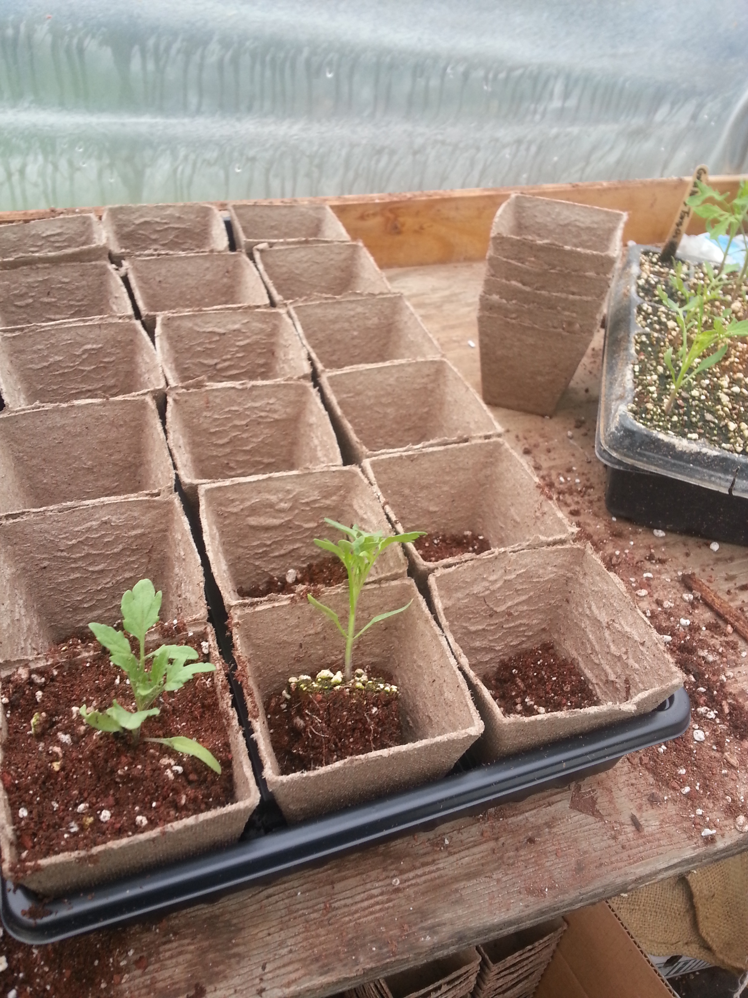 Tomato seedlings getting a bit more space