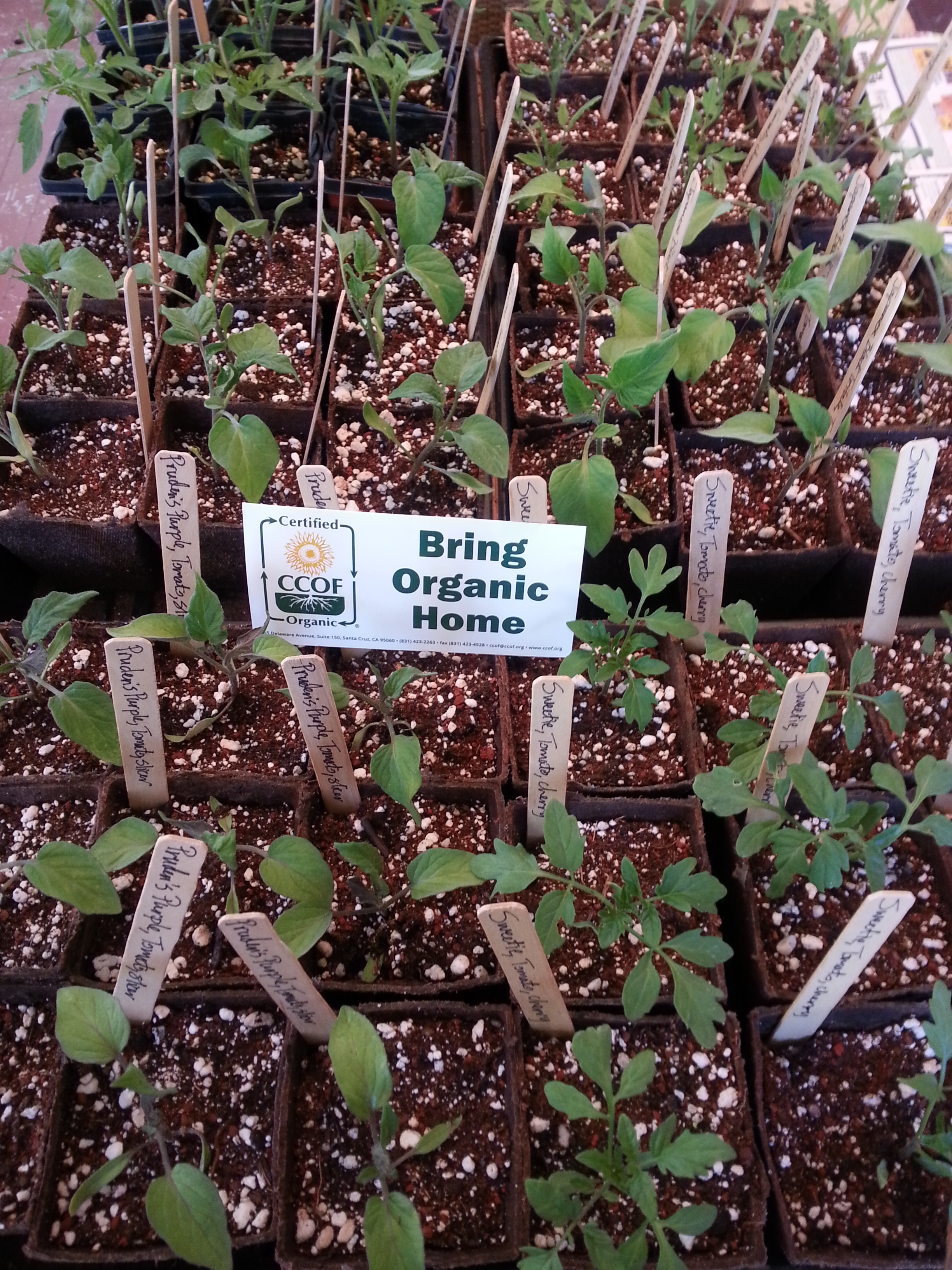 Tomato seedlings