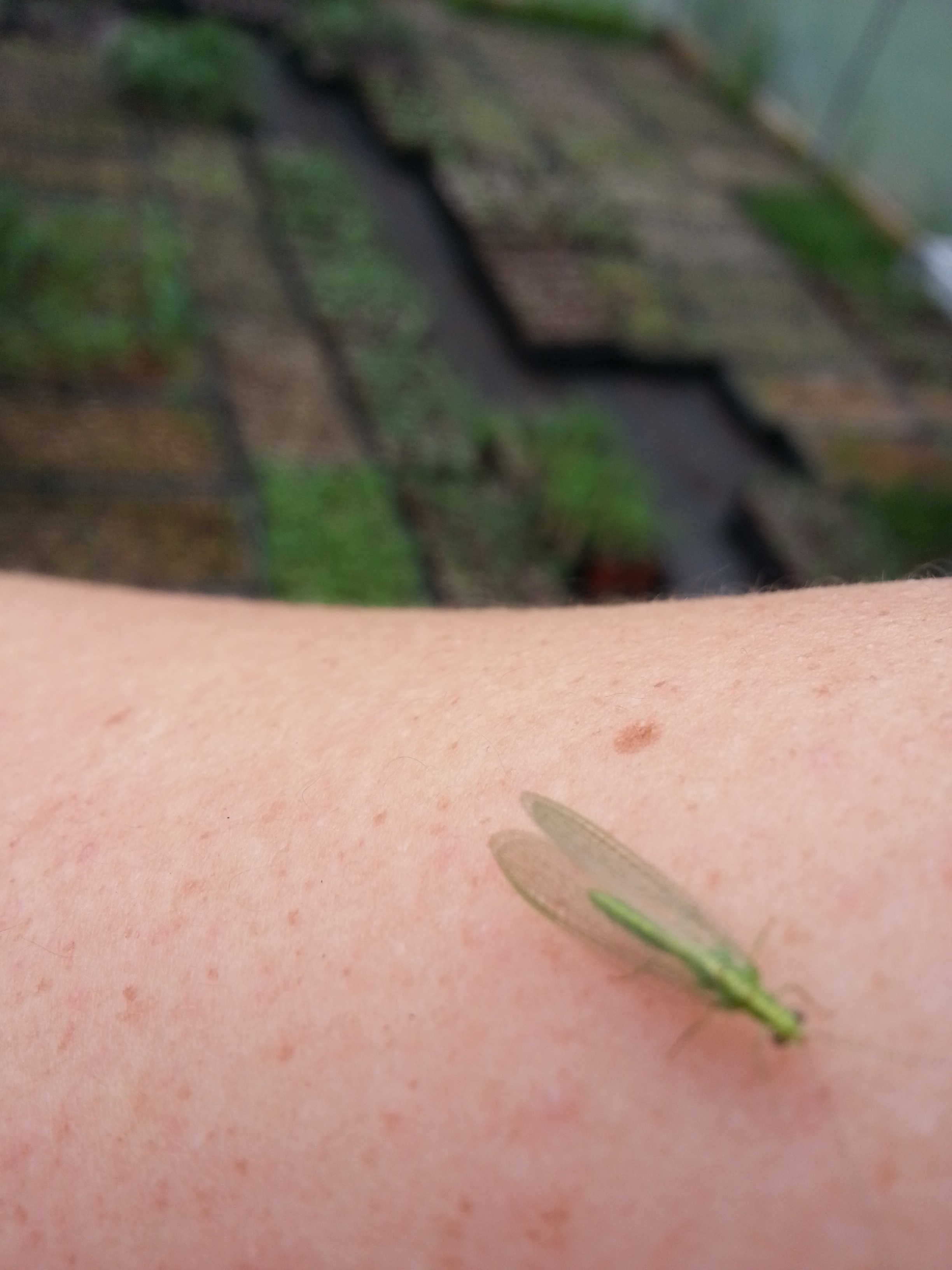 While working in the greenhouse a green lacewing landed on my arm.