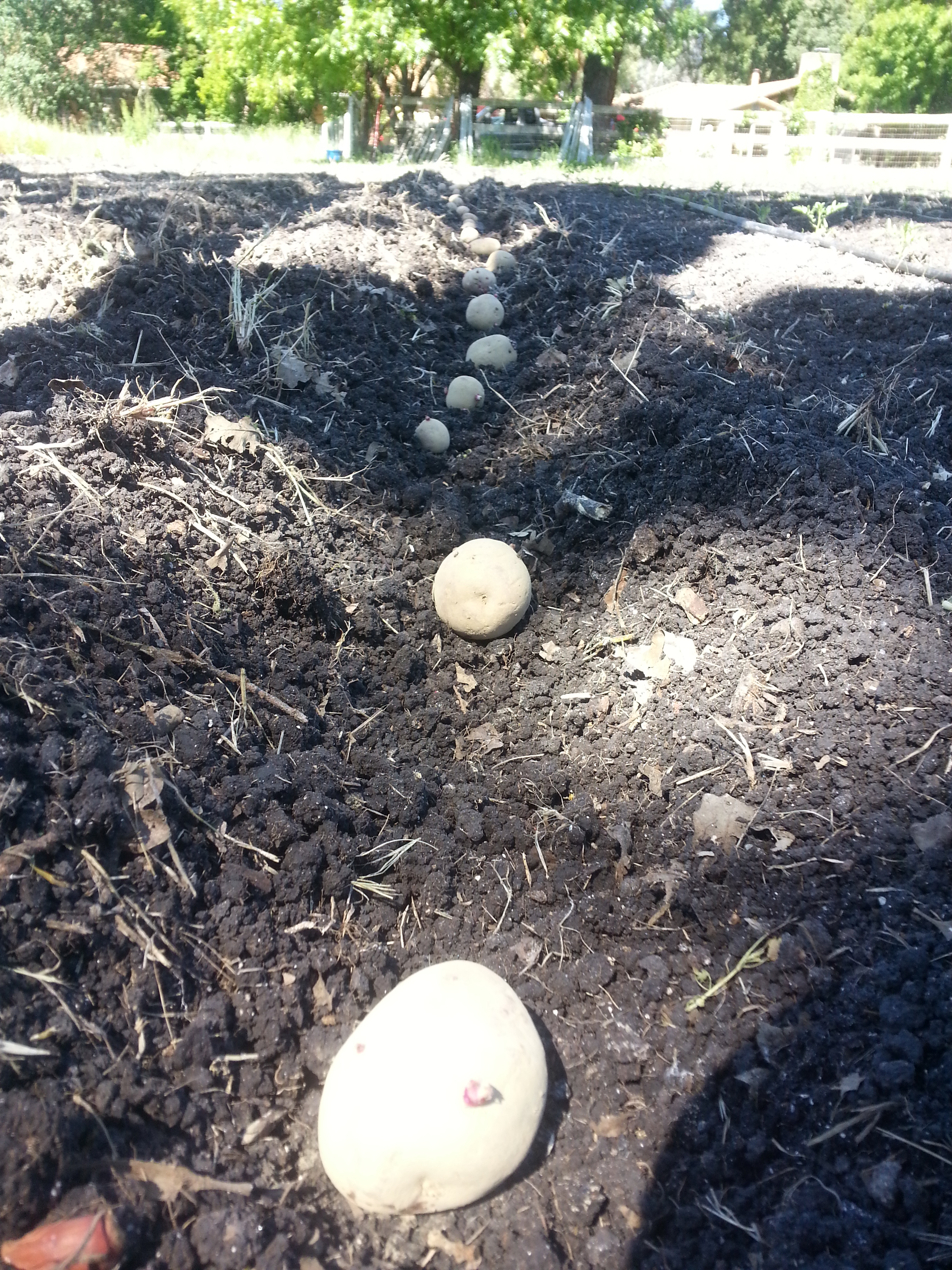 Seed potatoes in a row