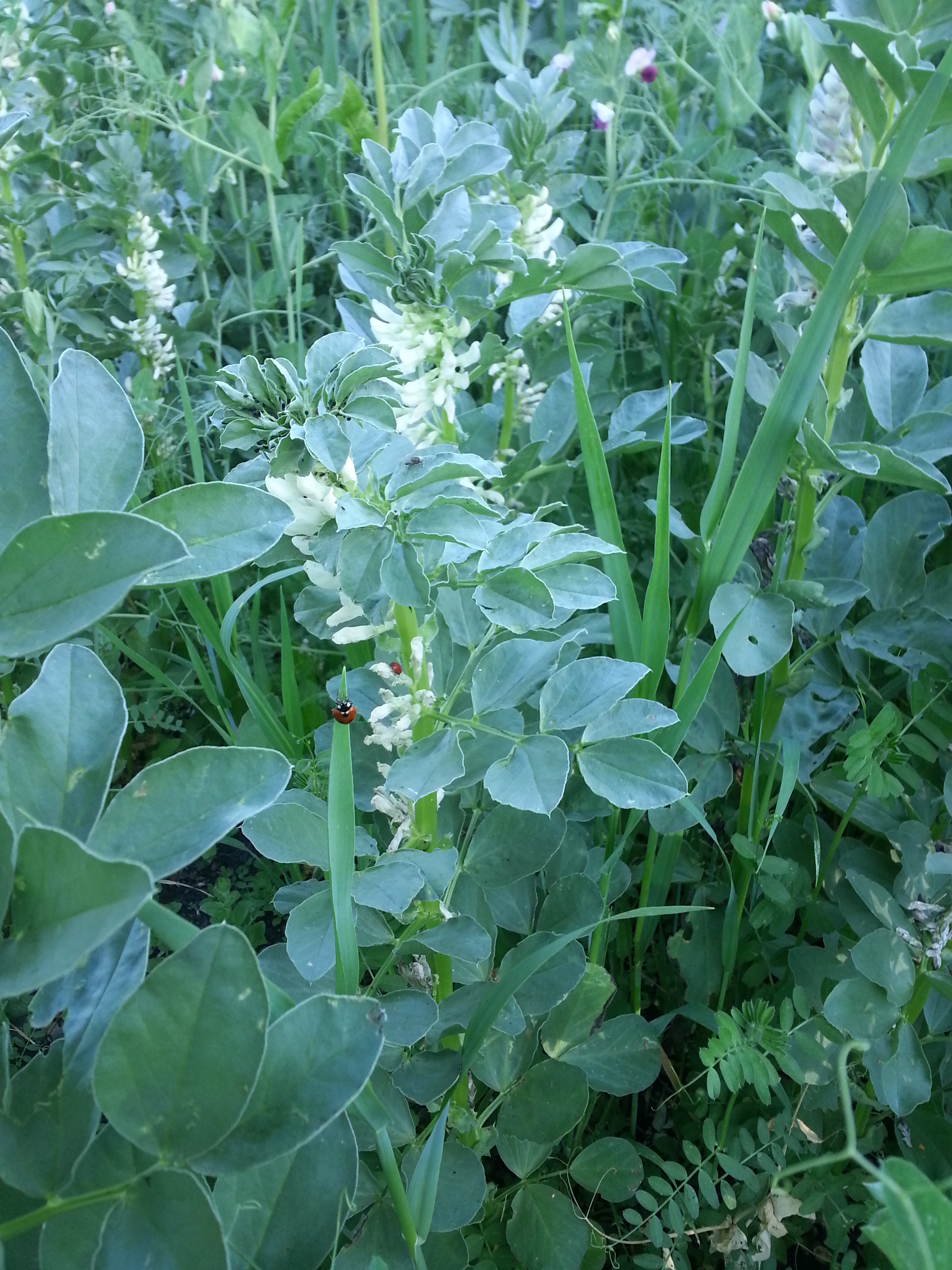 Ladybugs in the cover crop