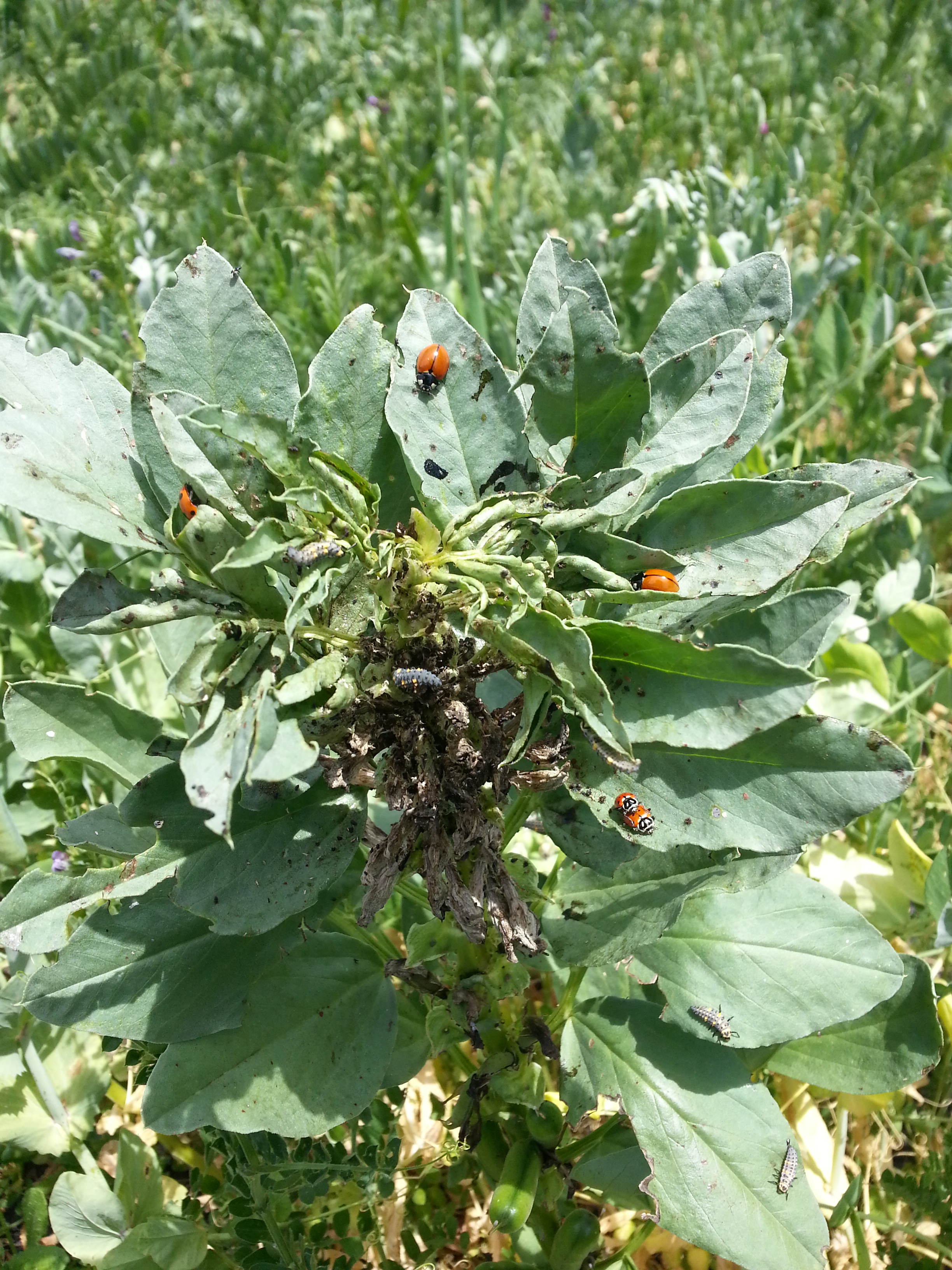 Ladybug party in the cover crop 