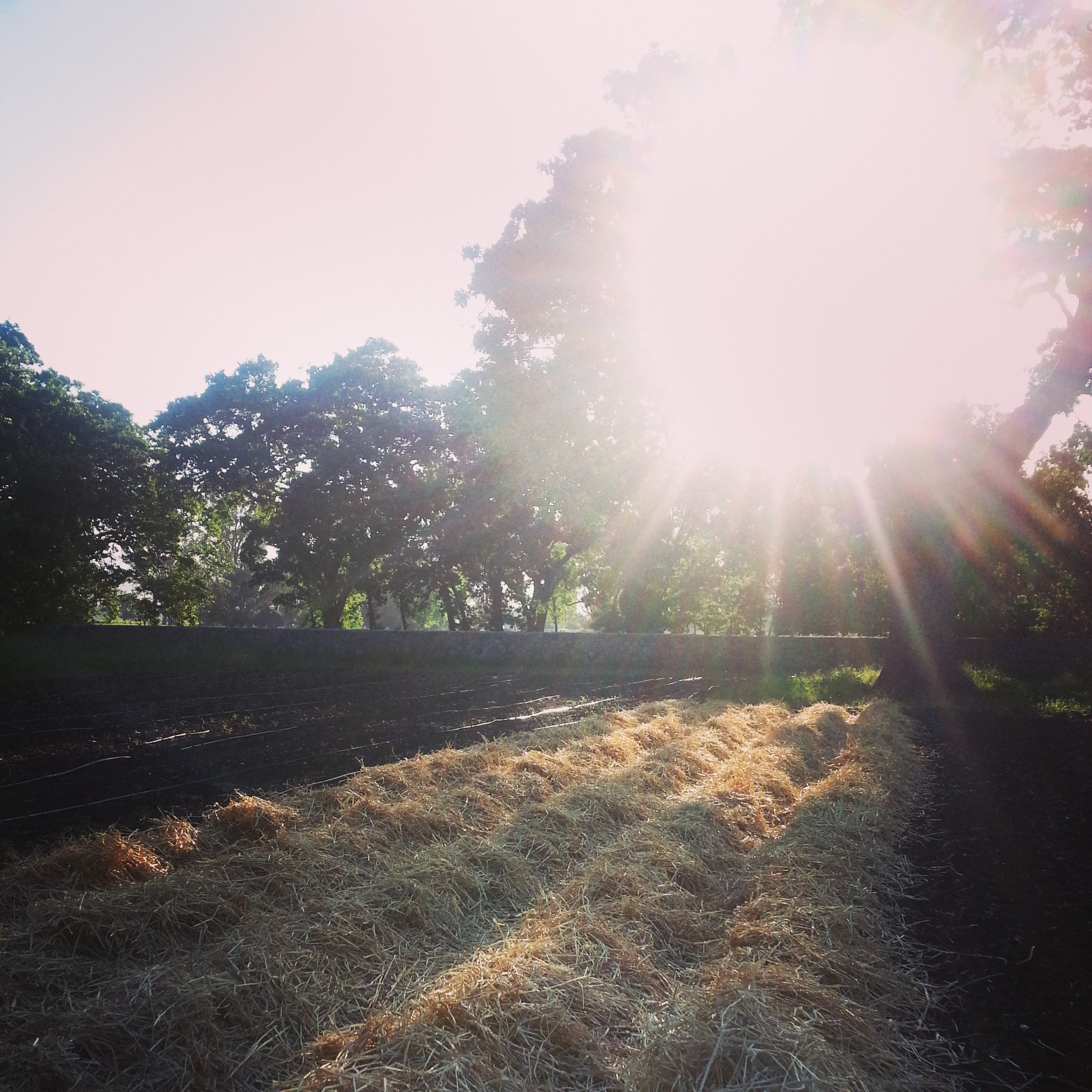 Early the following morning (no wind) the straw was spread