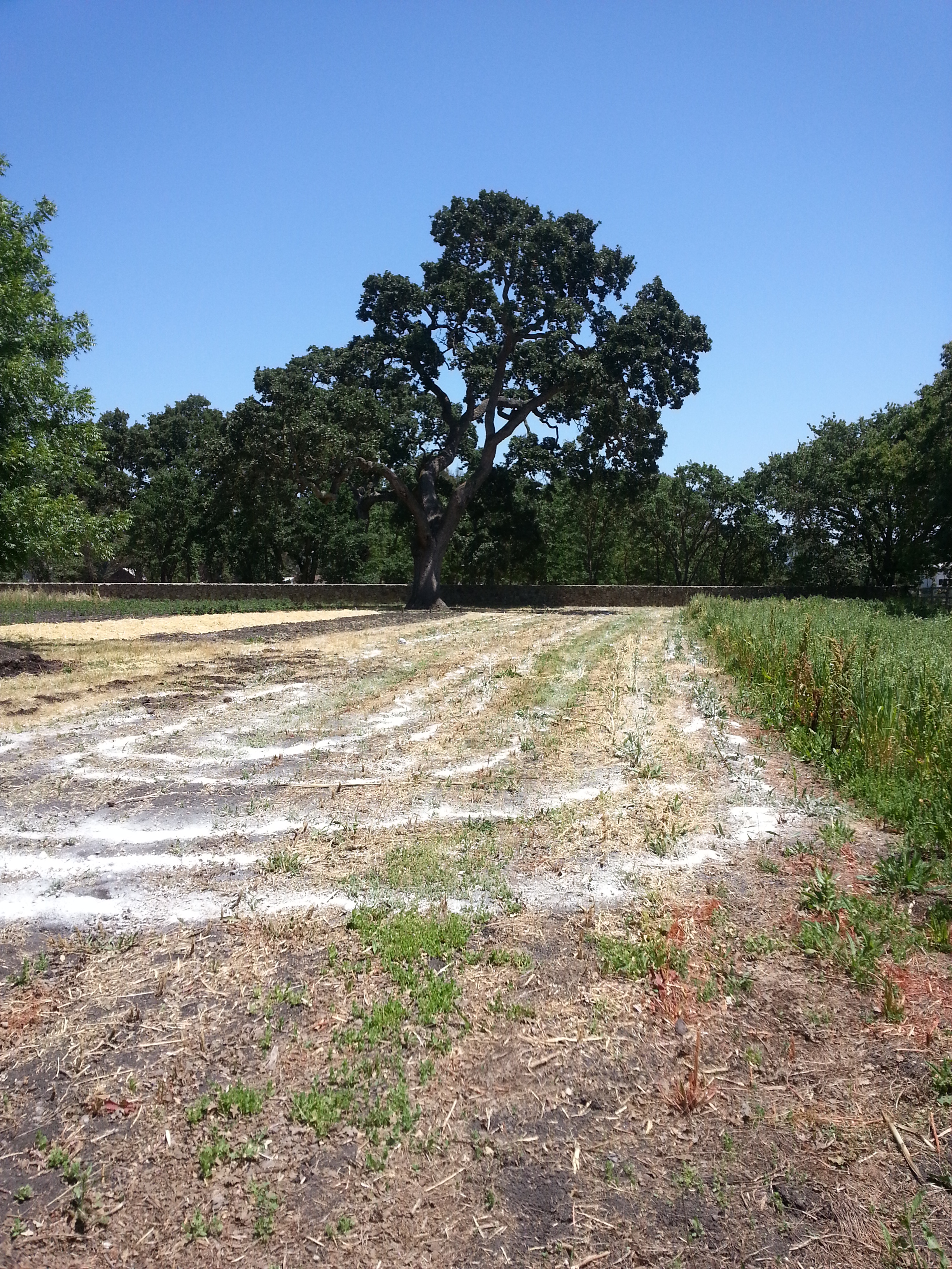 Adding oyster shell and gypsum to get the field ready for planting.