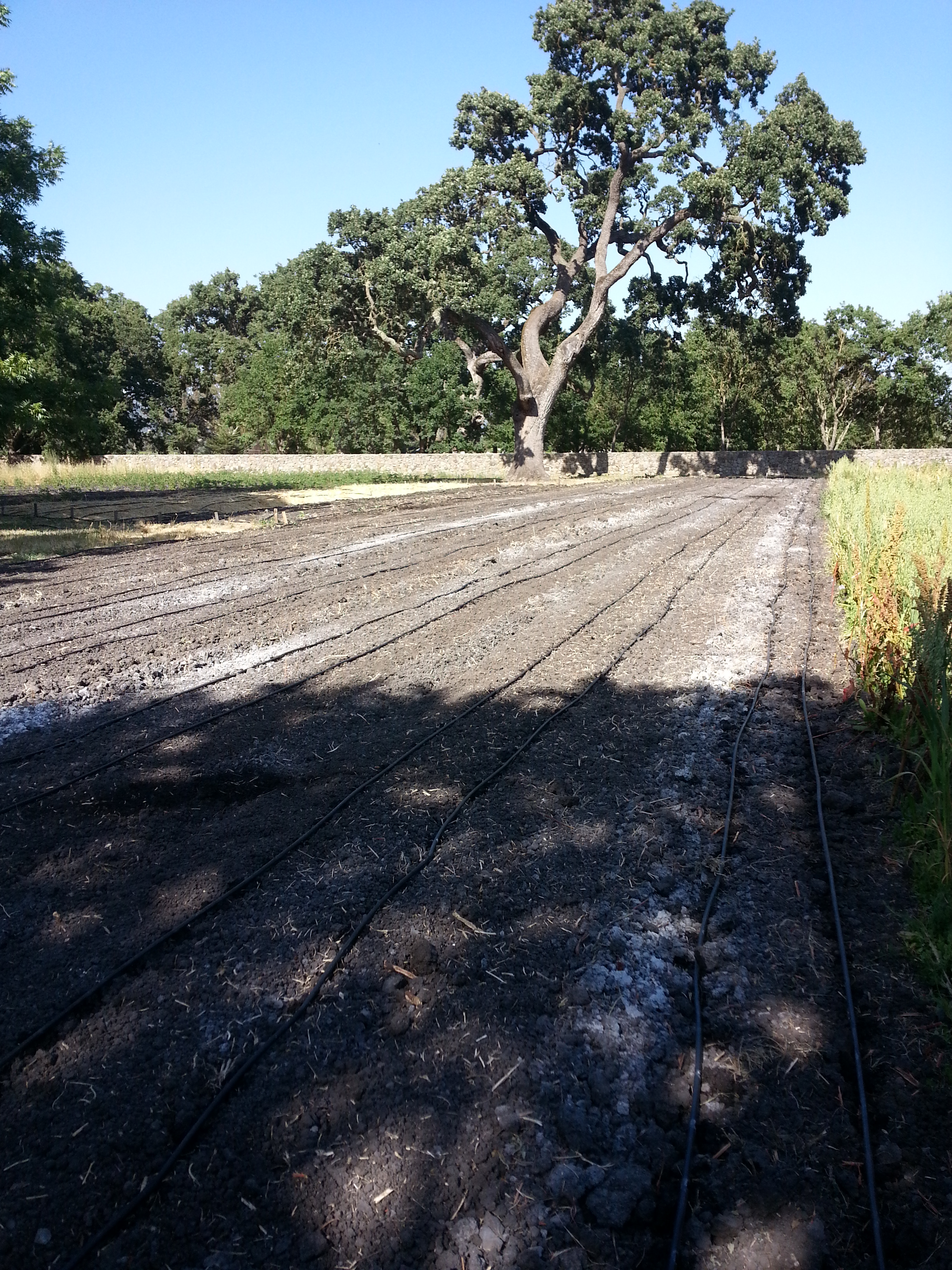 Seeds in the ground and irrigation laid out.