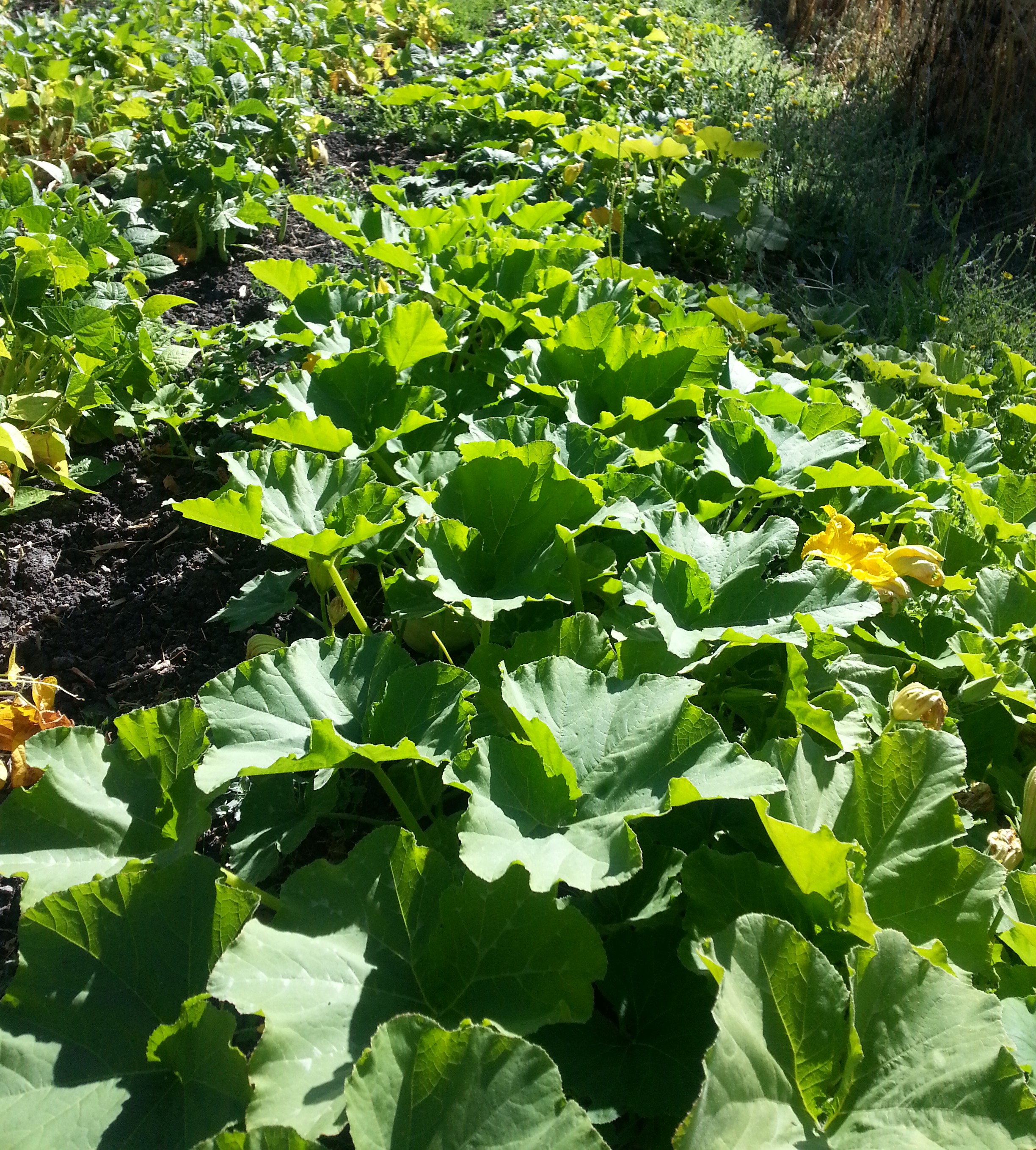 Winter squash leaves catching the light and holding the shadows