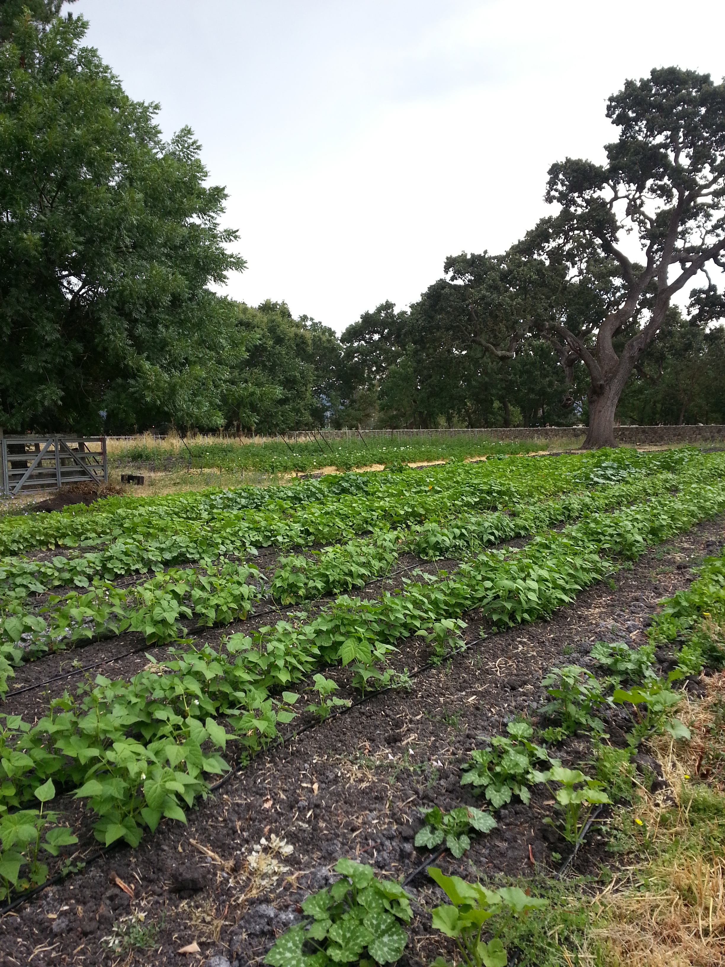 Winter squash and pumpkin vines in 2014